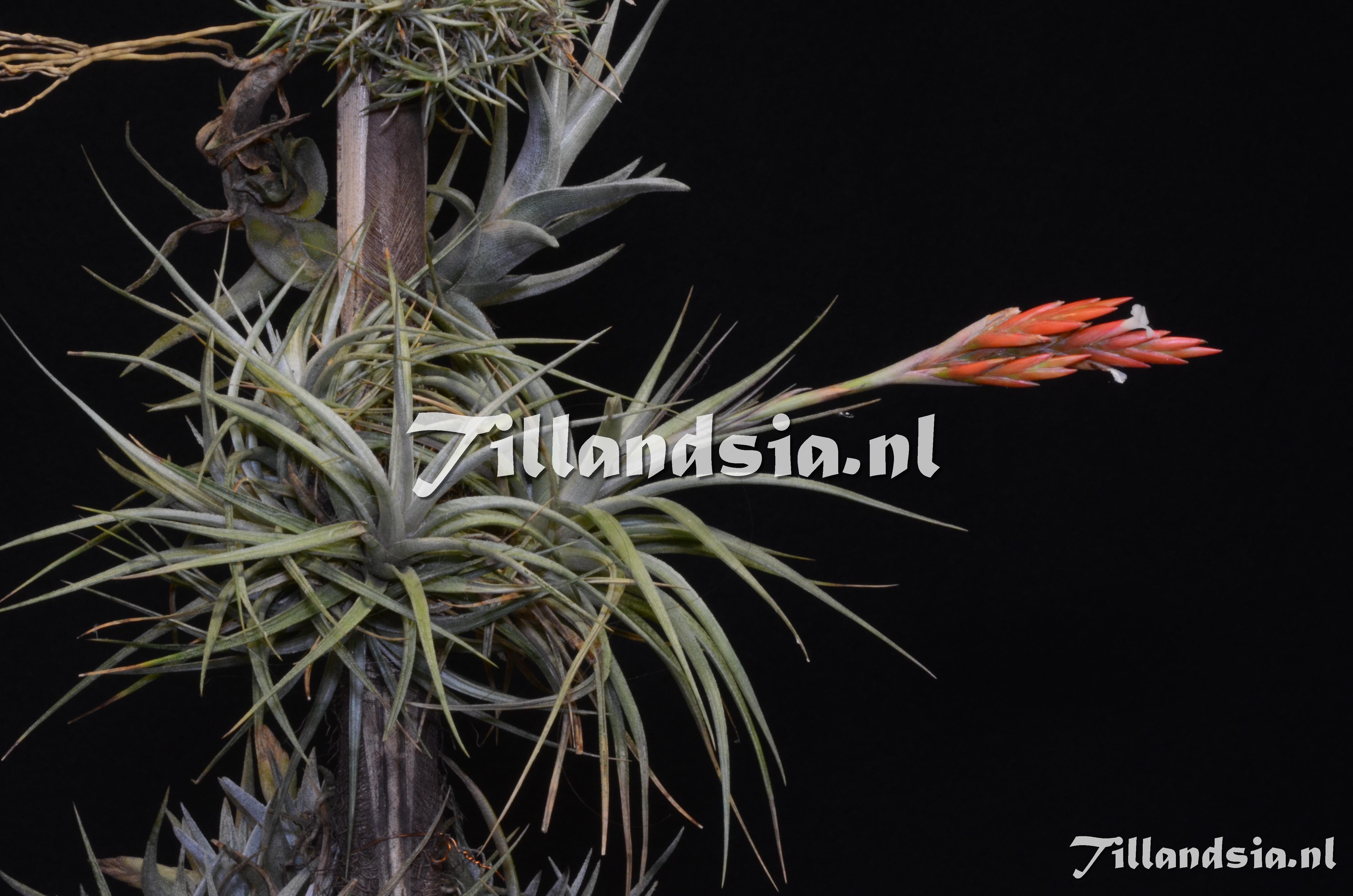 1004 Tillandsia vernicosa
