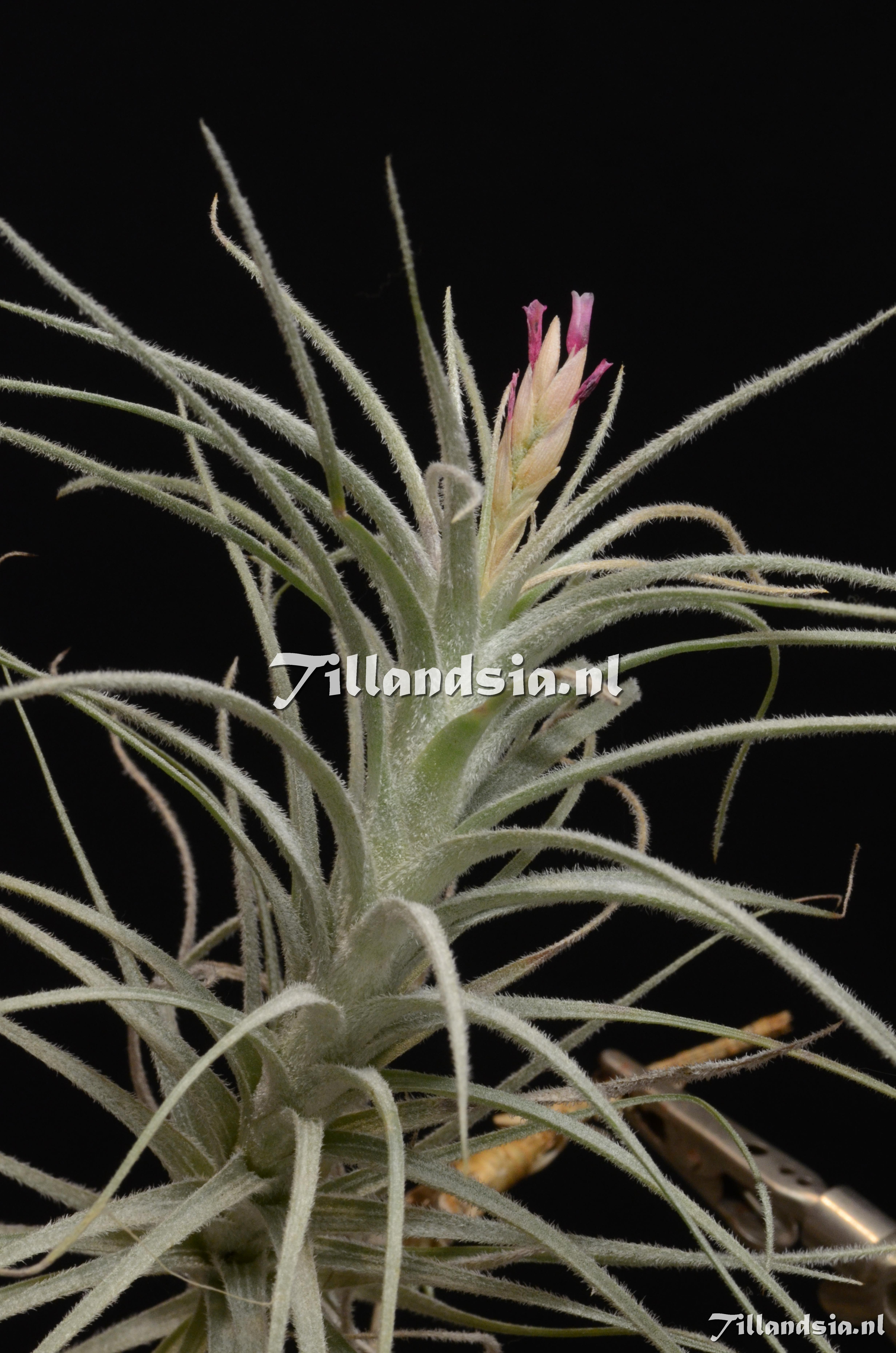 1033 Tillandsia aff tectorum