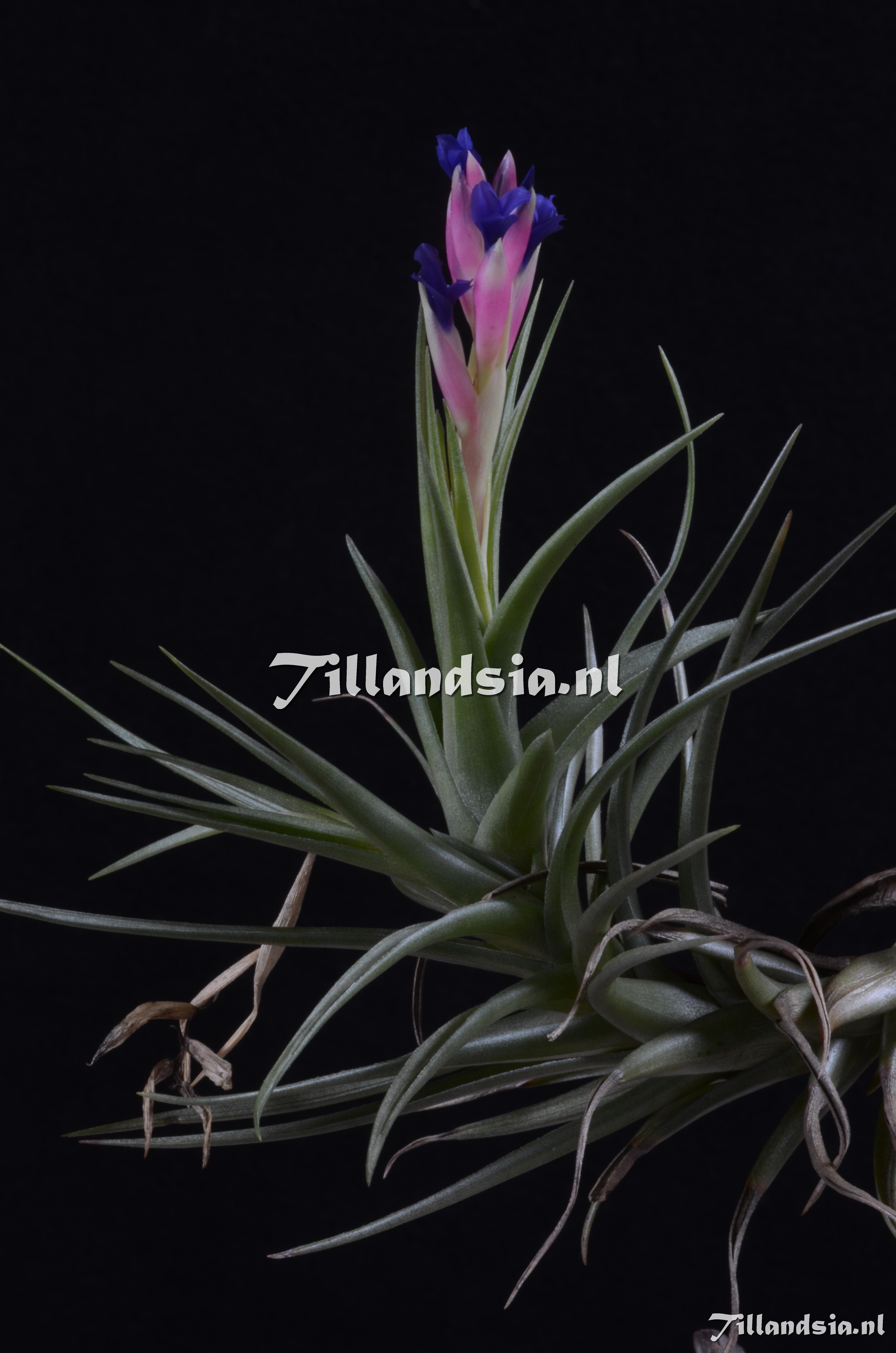 106 Tillandsia aeranthos