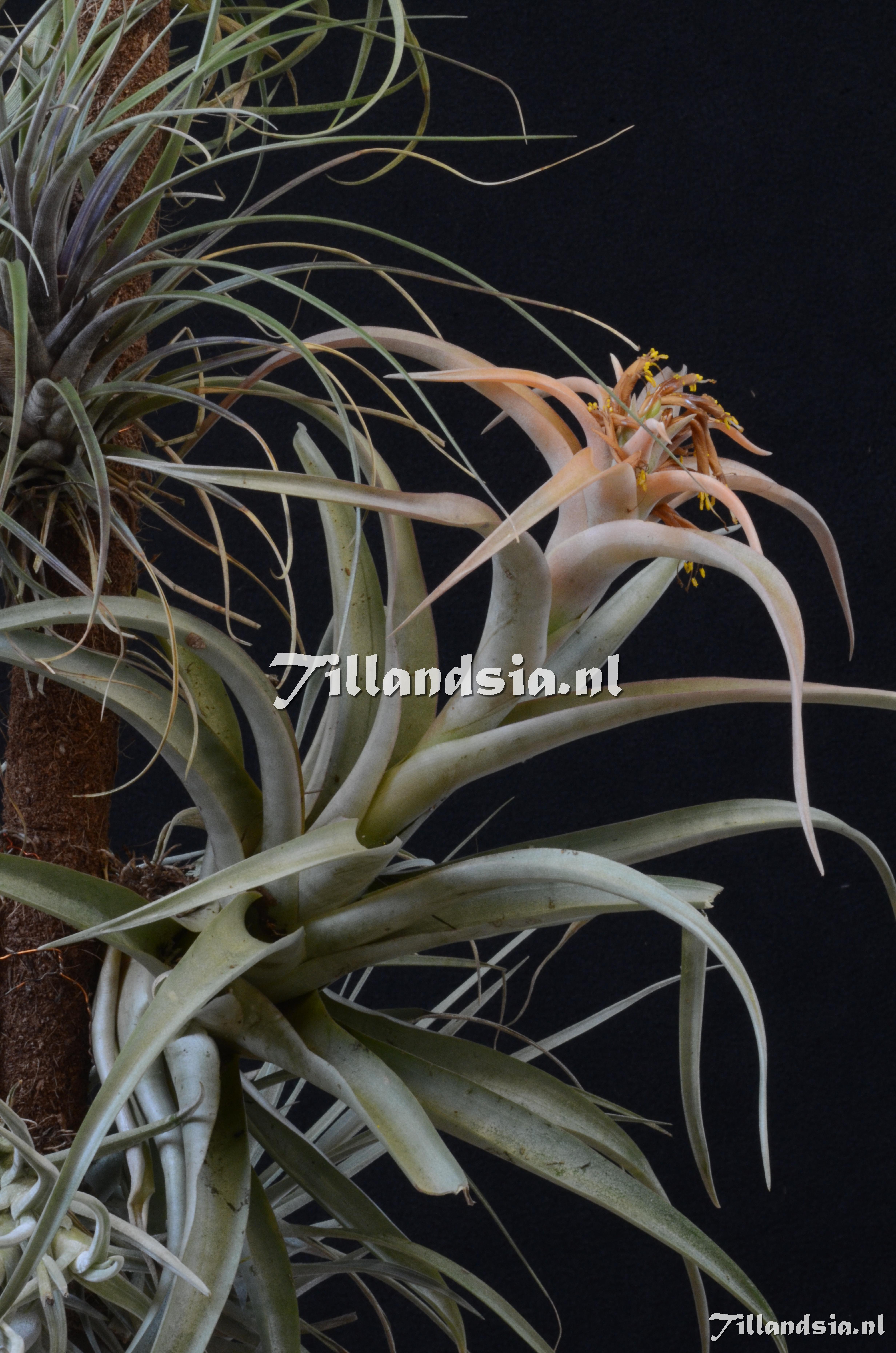 1128 Tillandsia aff. capitata (rhodocephala)