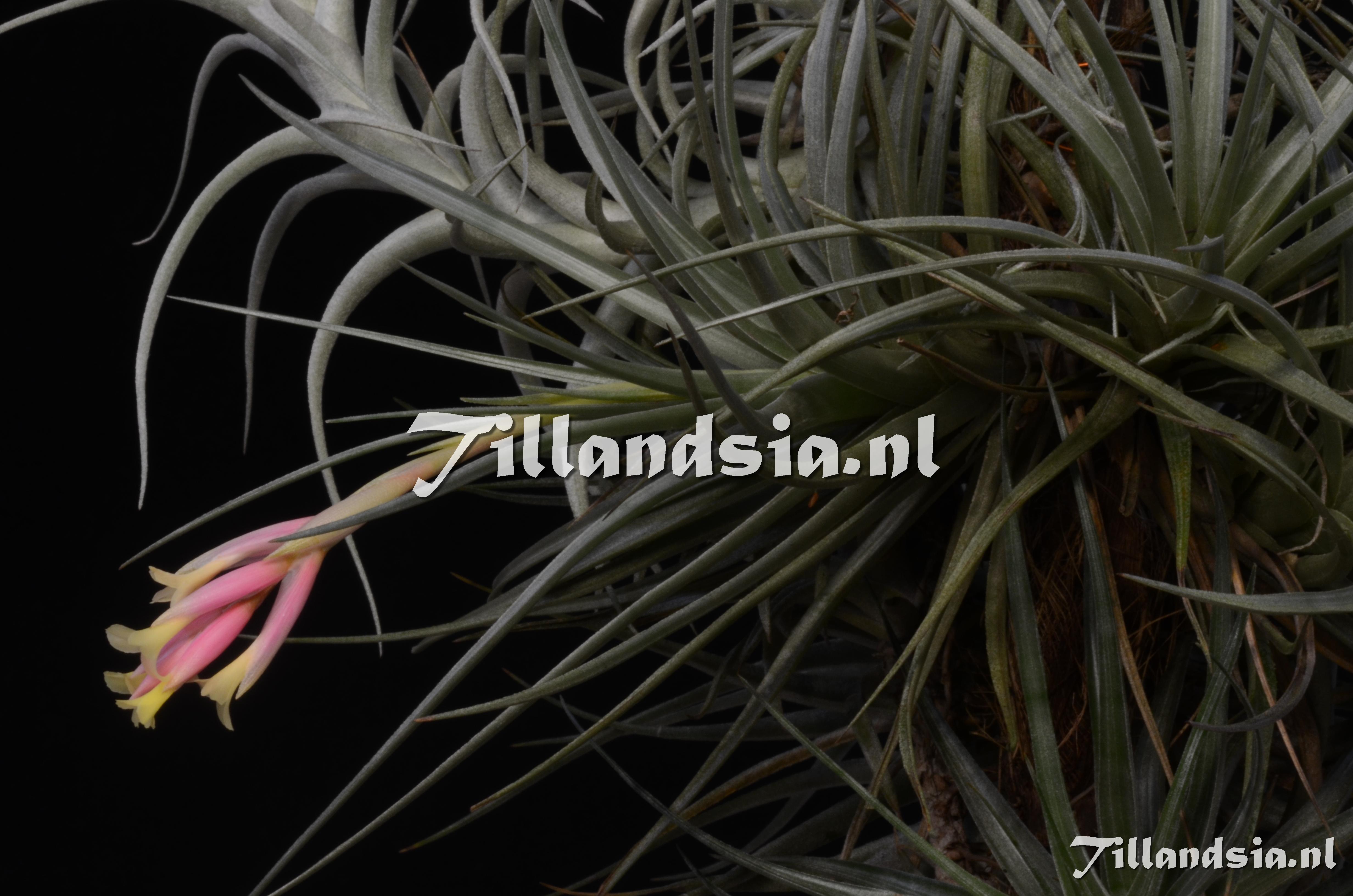 115 Tillandsia jucunda