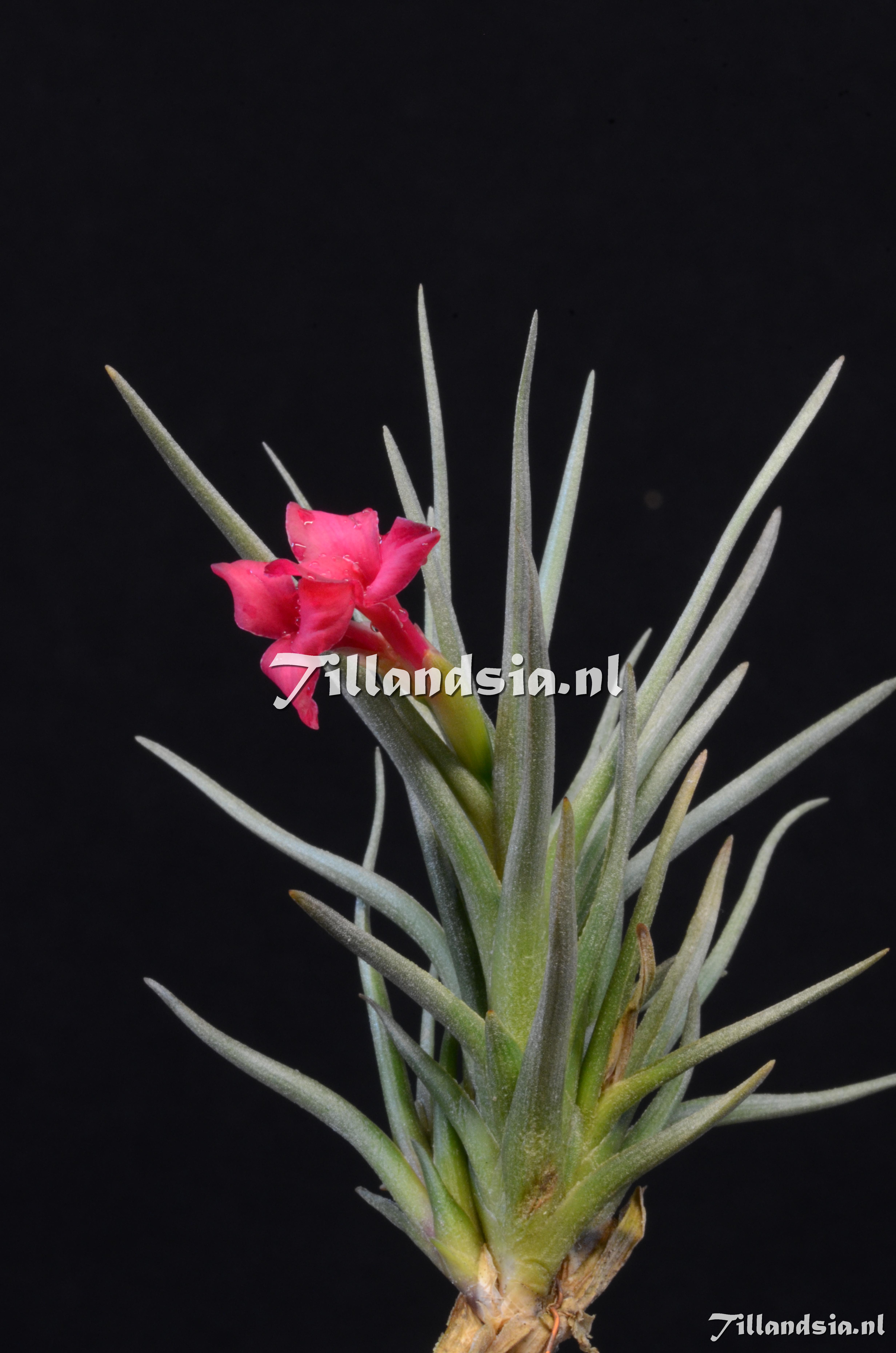 1157 Tillandsia argentina x albertiana