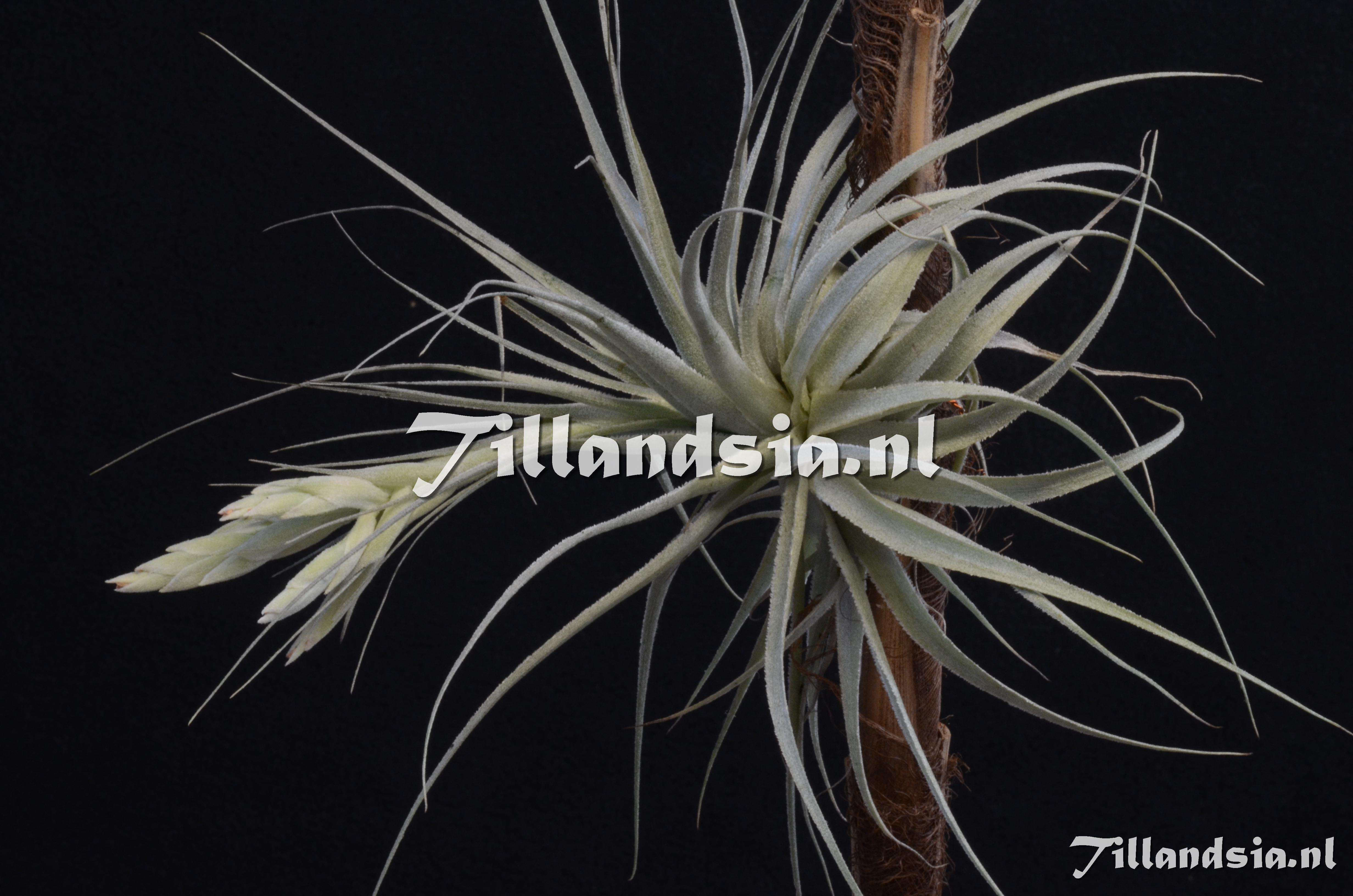 1177 Tillandsia gardneri
