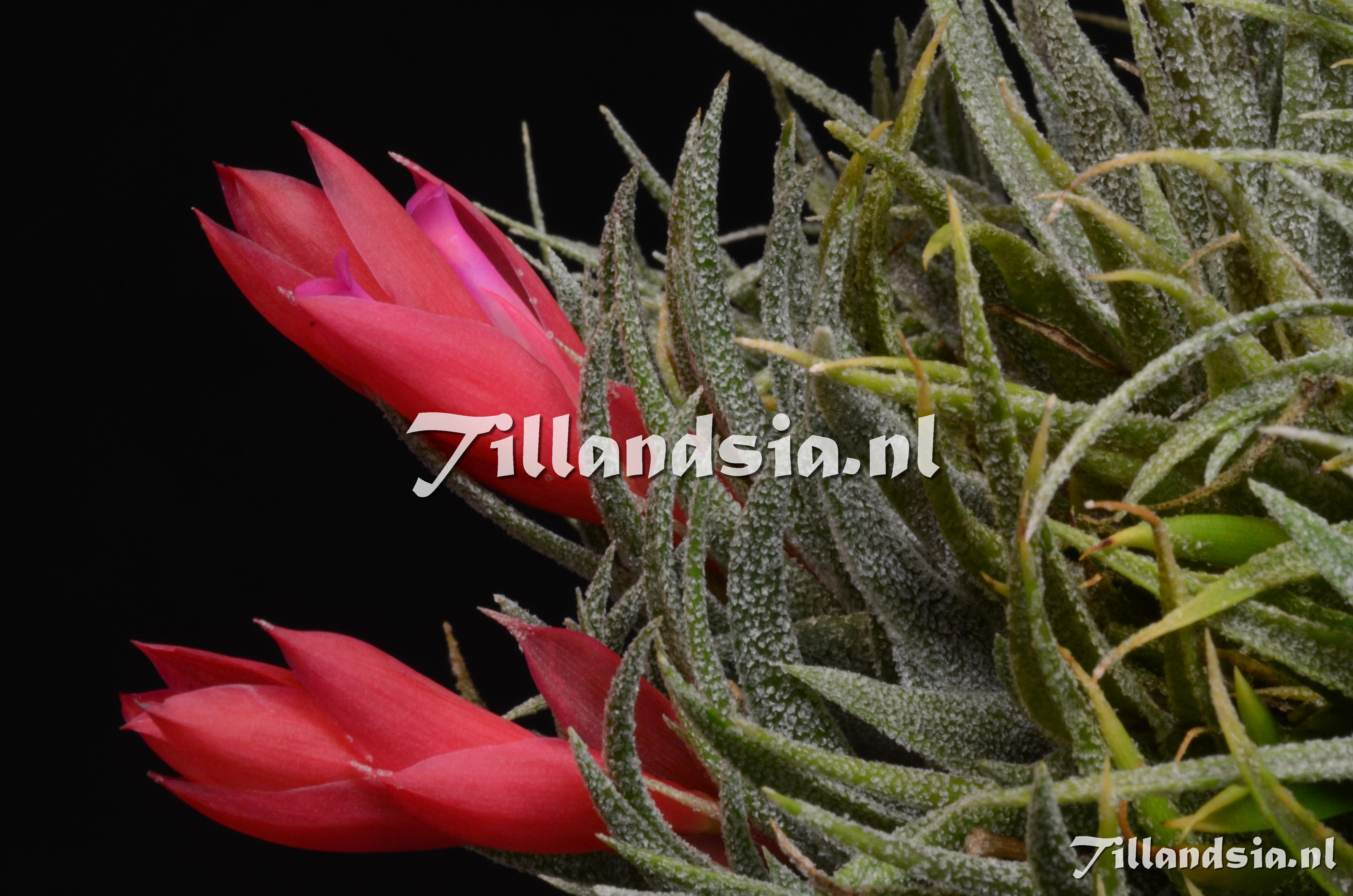 1194 Tillandsia sprengeliana