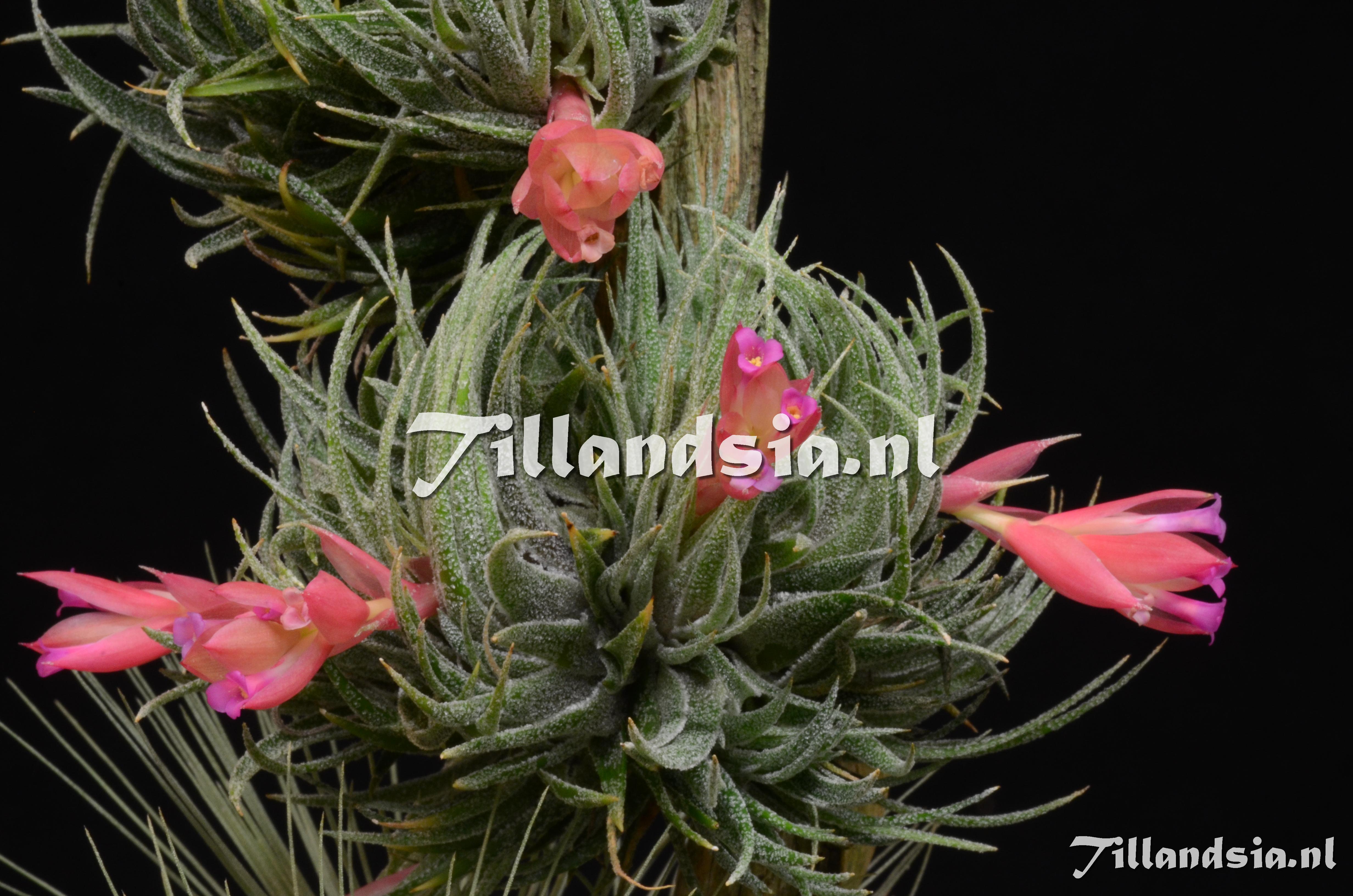 1199 Tillandsia sprengeliana
