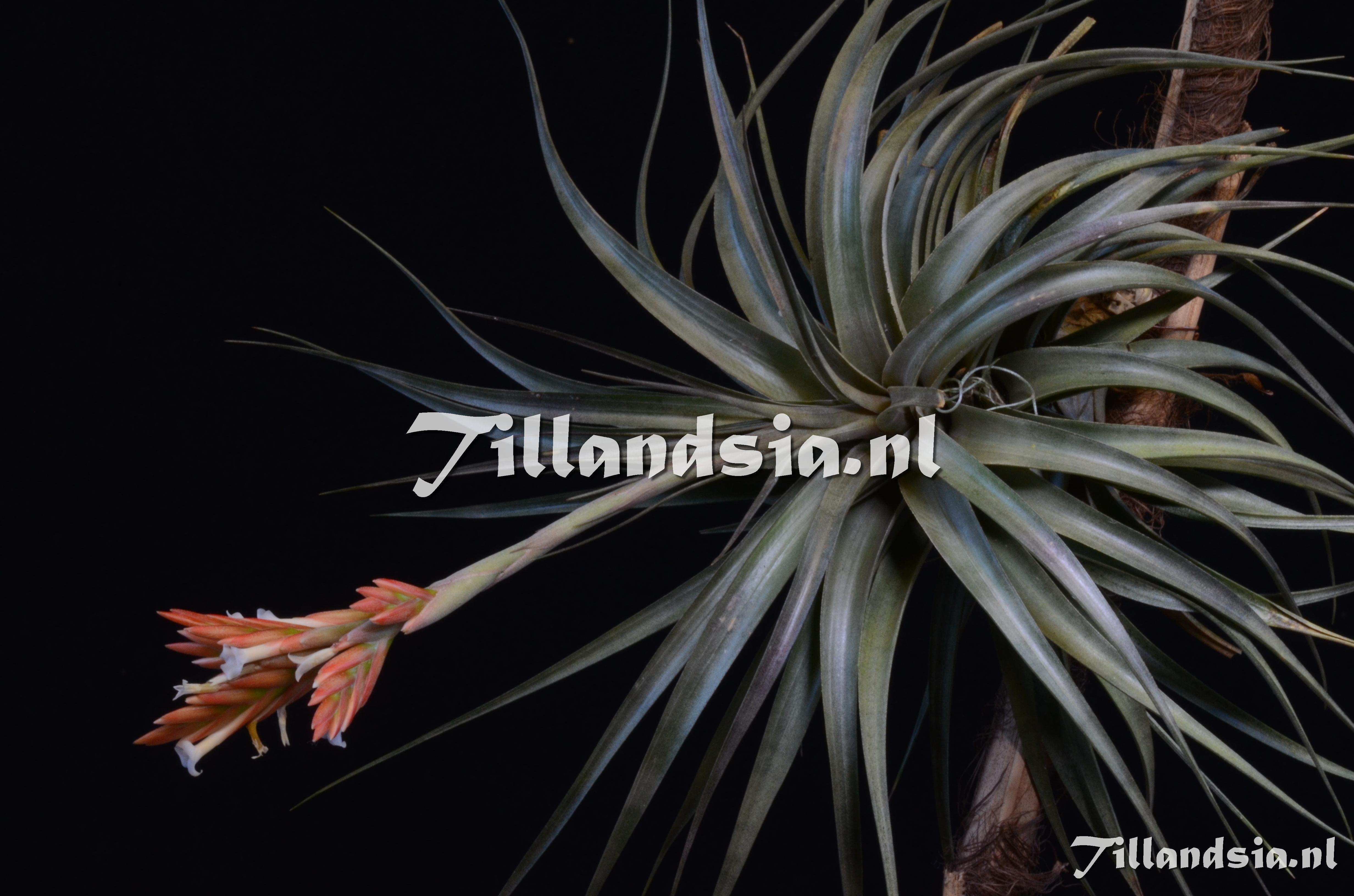 1236 Tillandsia vernicosa