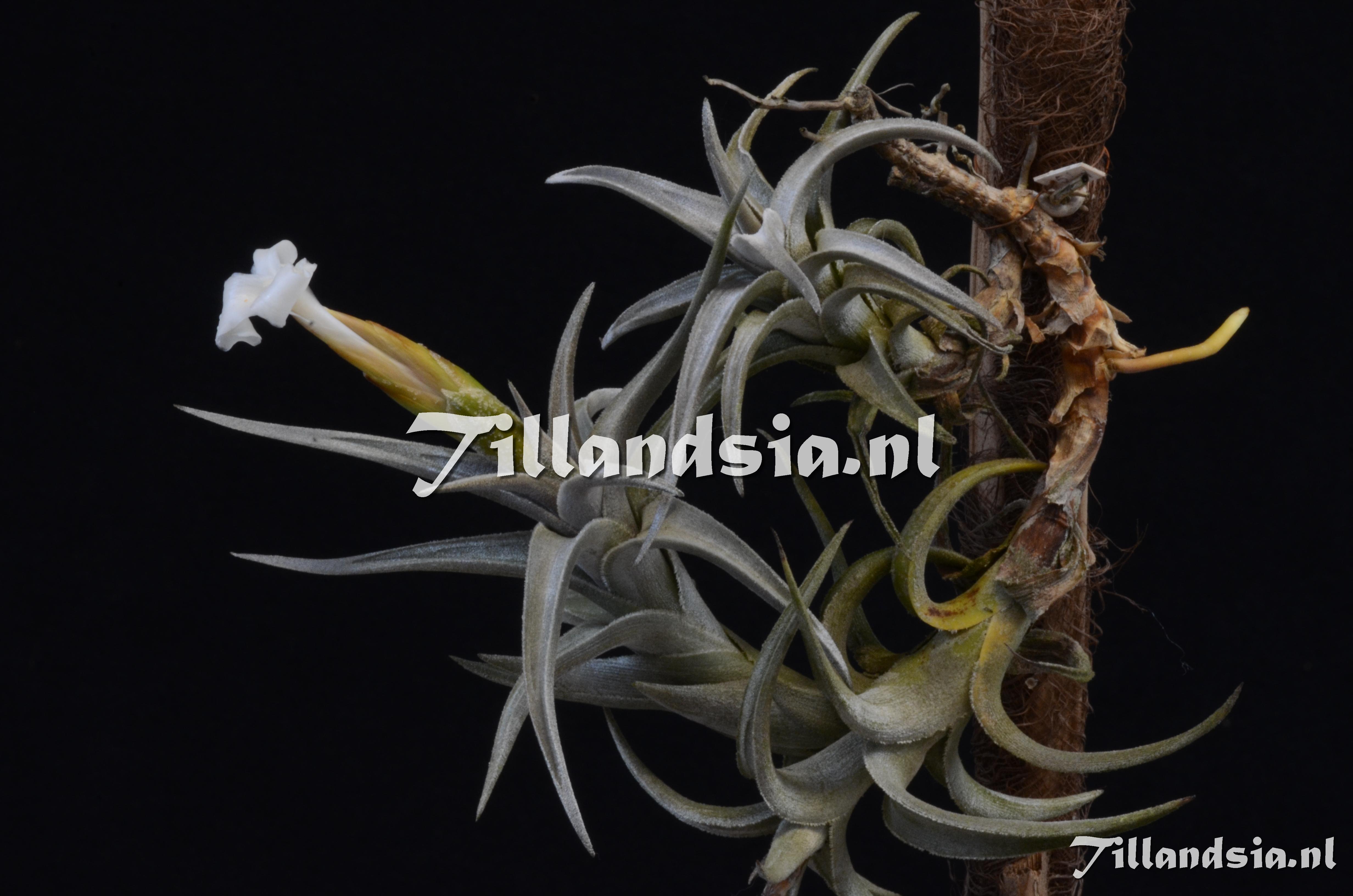 1278 Tillandsia cf. xiphioides