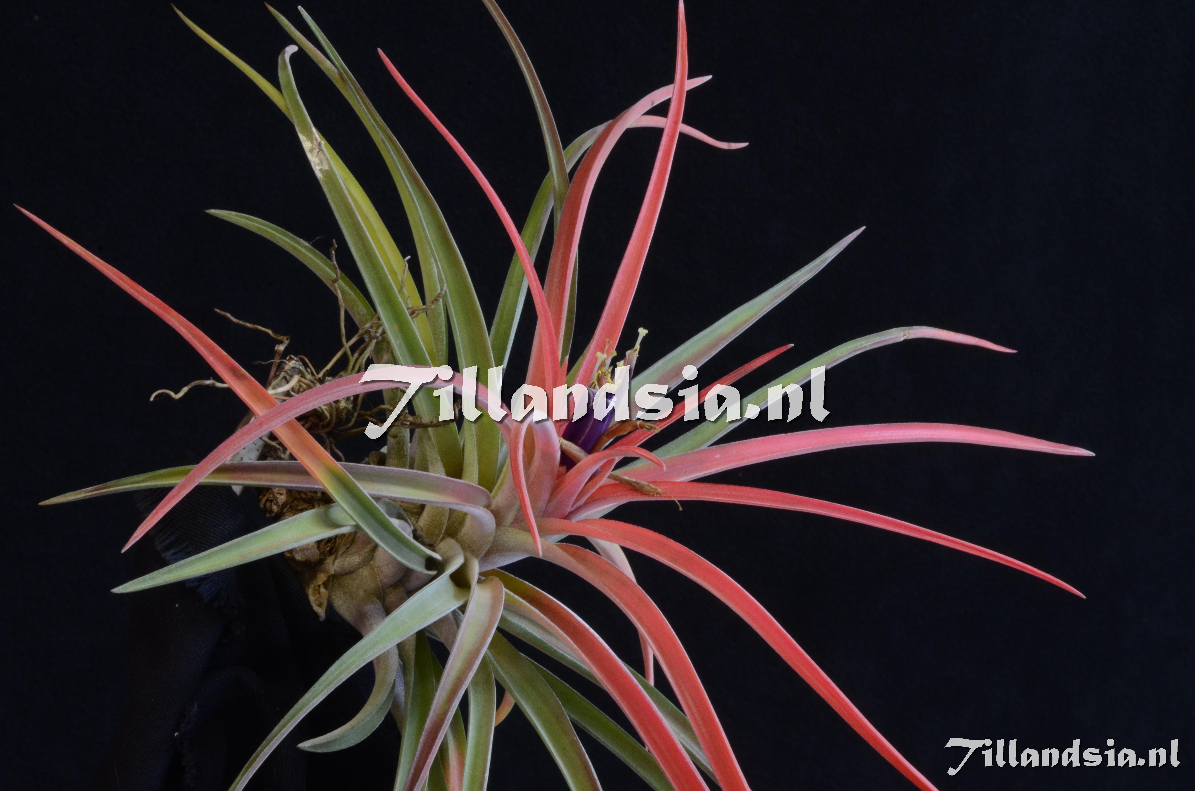 1381 Tillandsia velutina