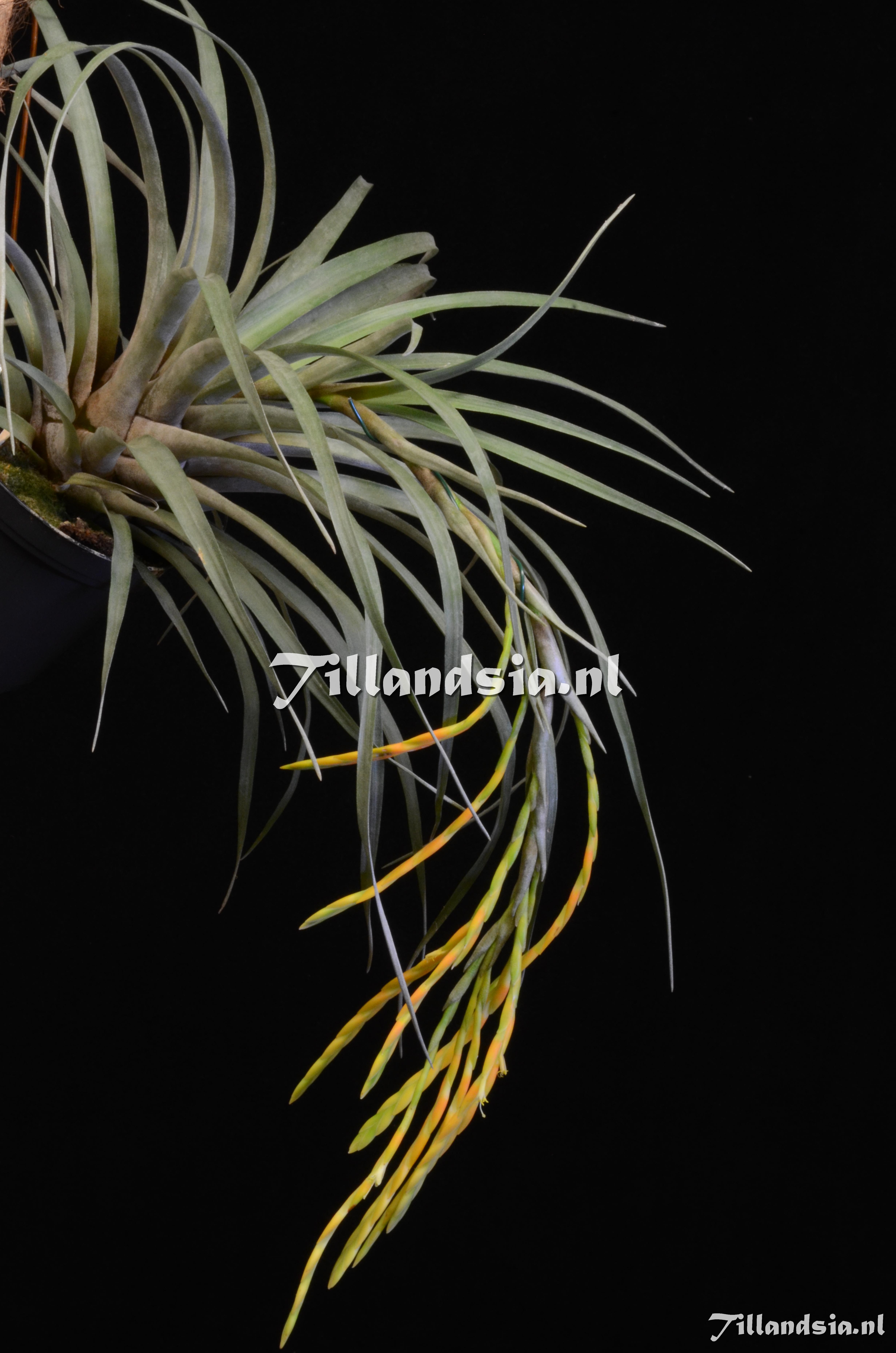 1435 Tillandsia barthlottii