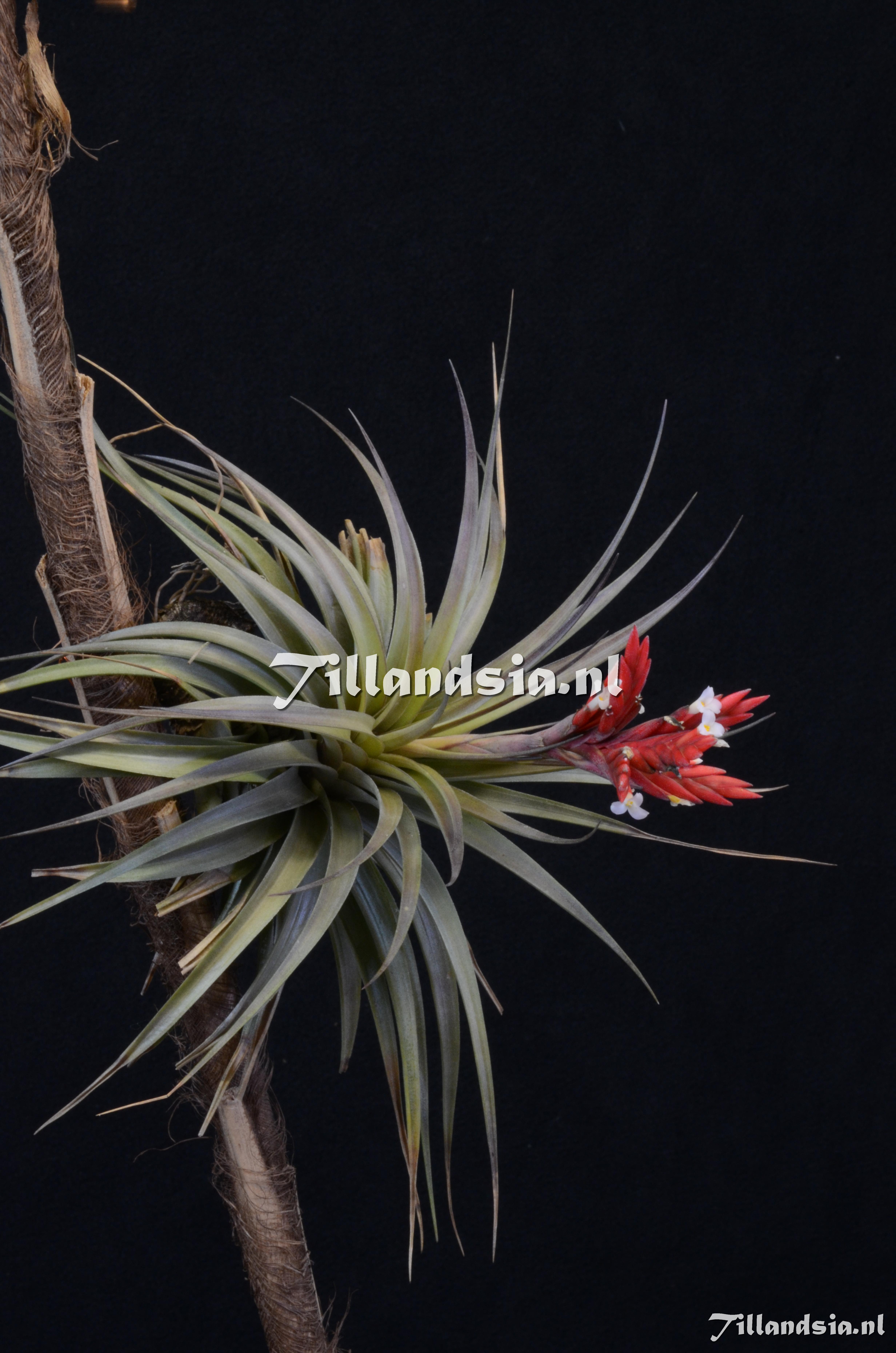 1451 Tillandsia vernicosa