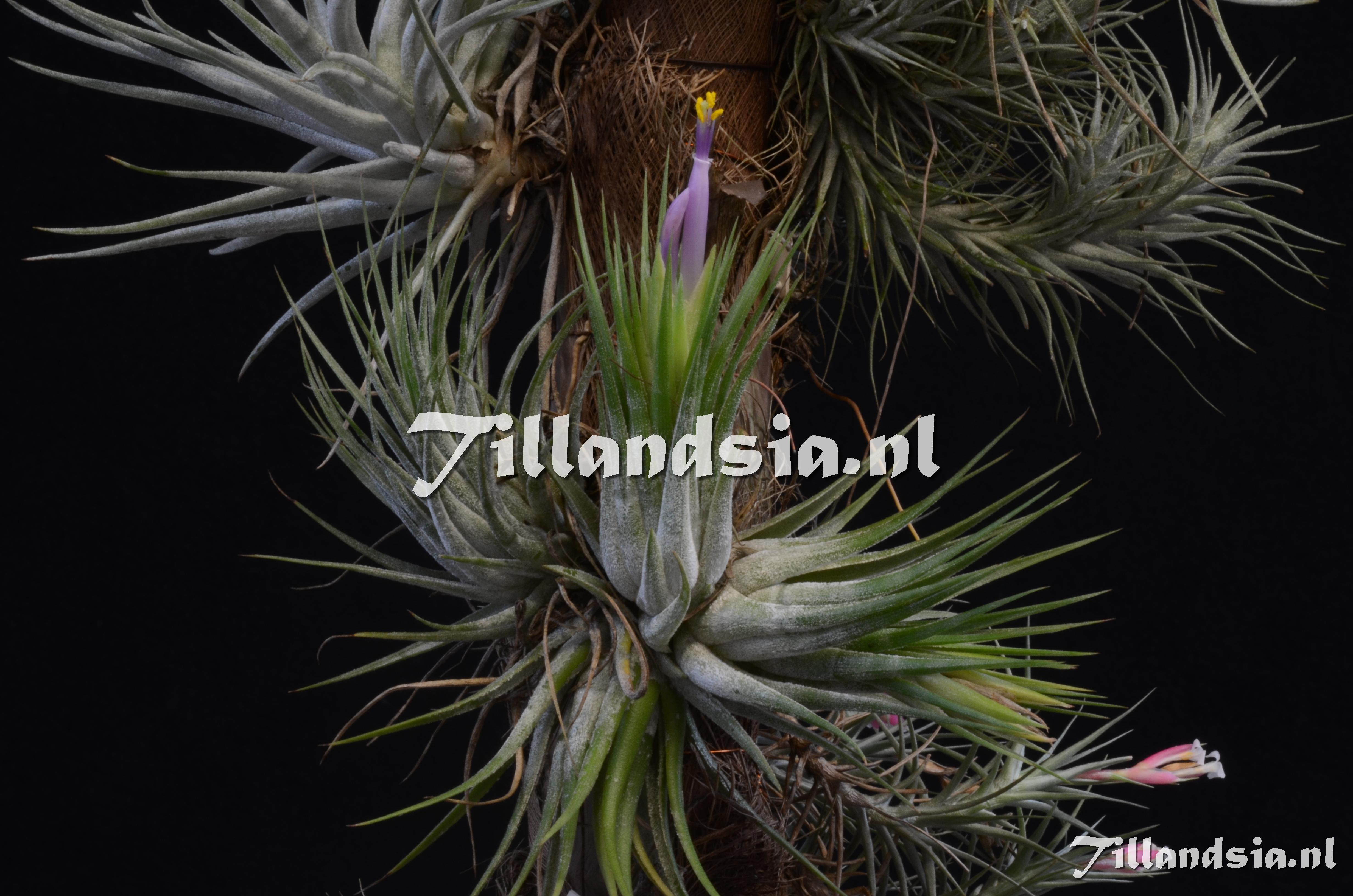 149 Tillandsia scaposa