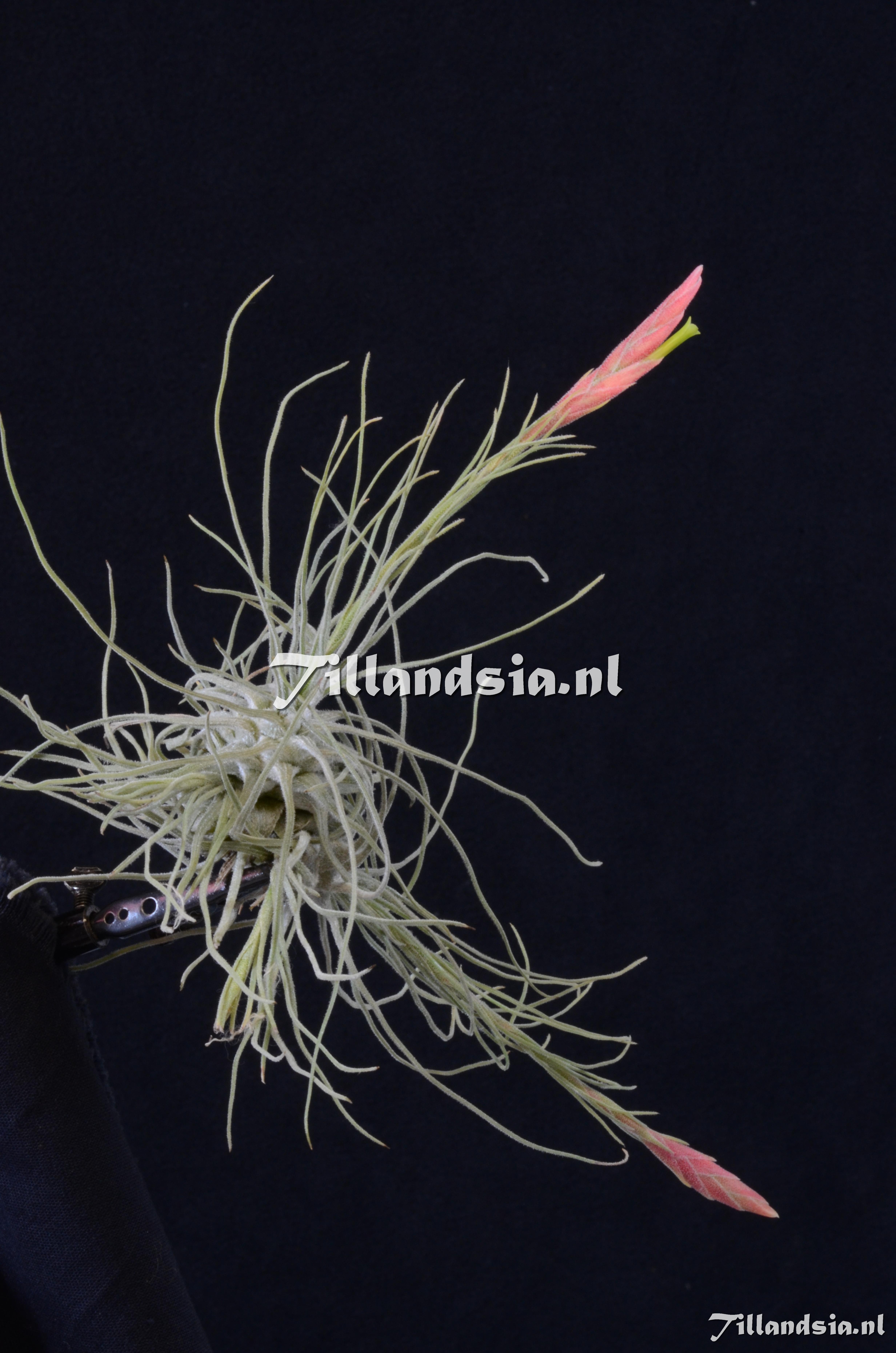 1654 Tillandsia ignesiae