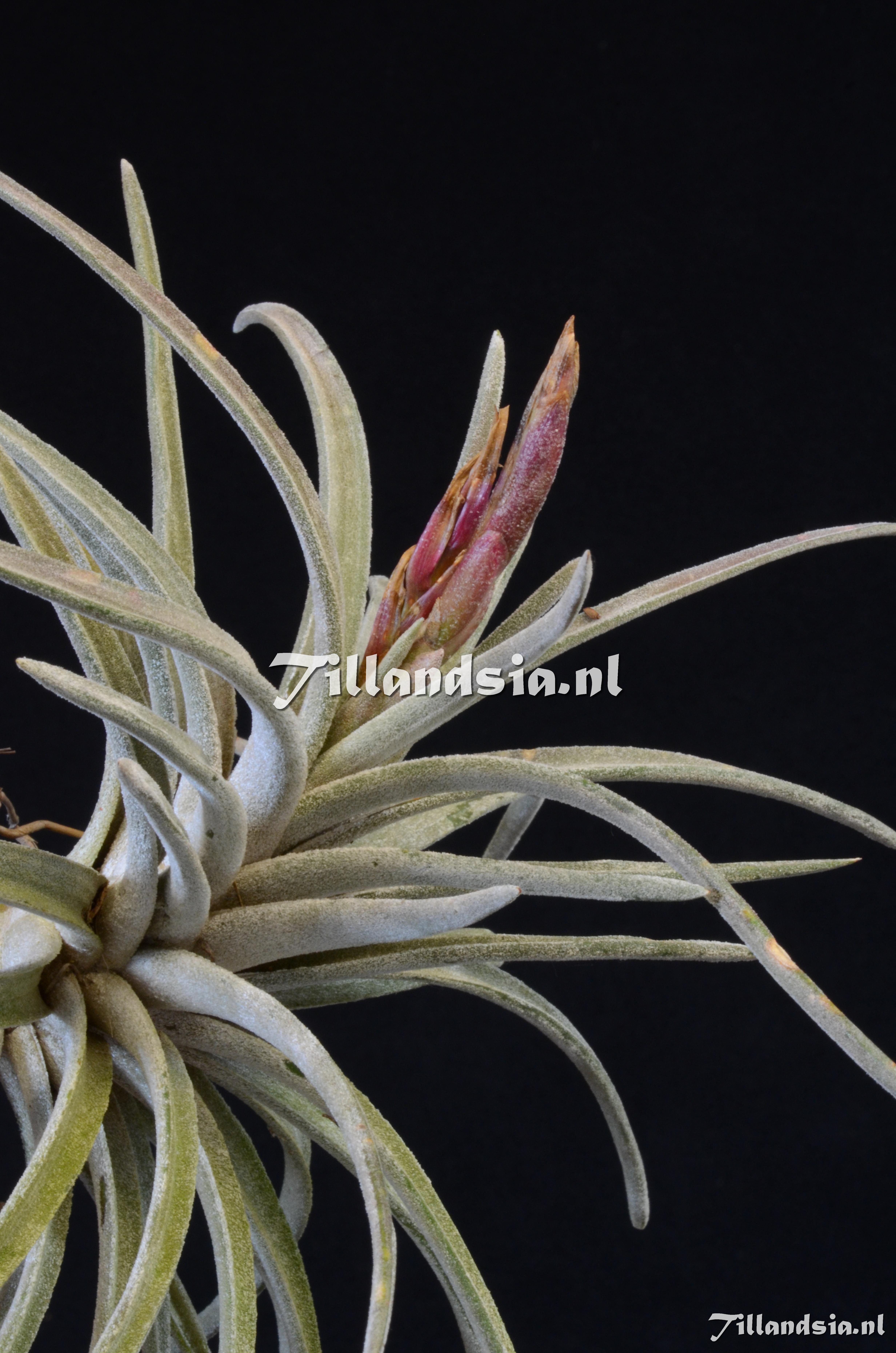 1664 Tillandsia guerreroensis