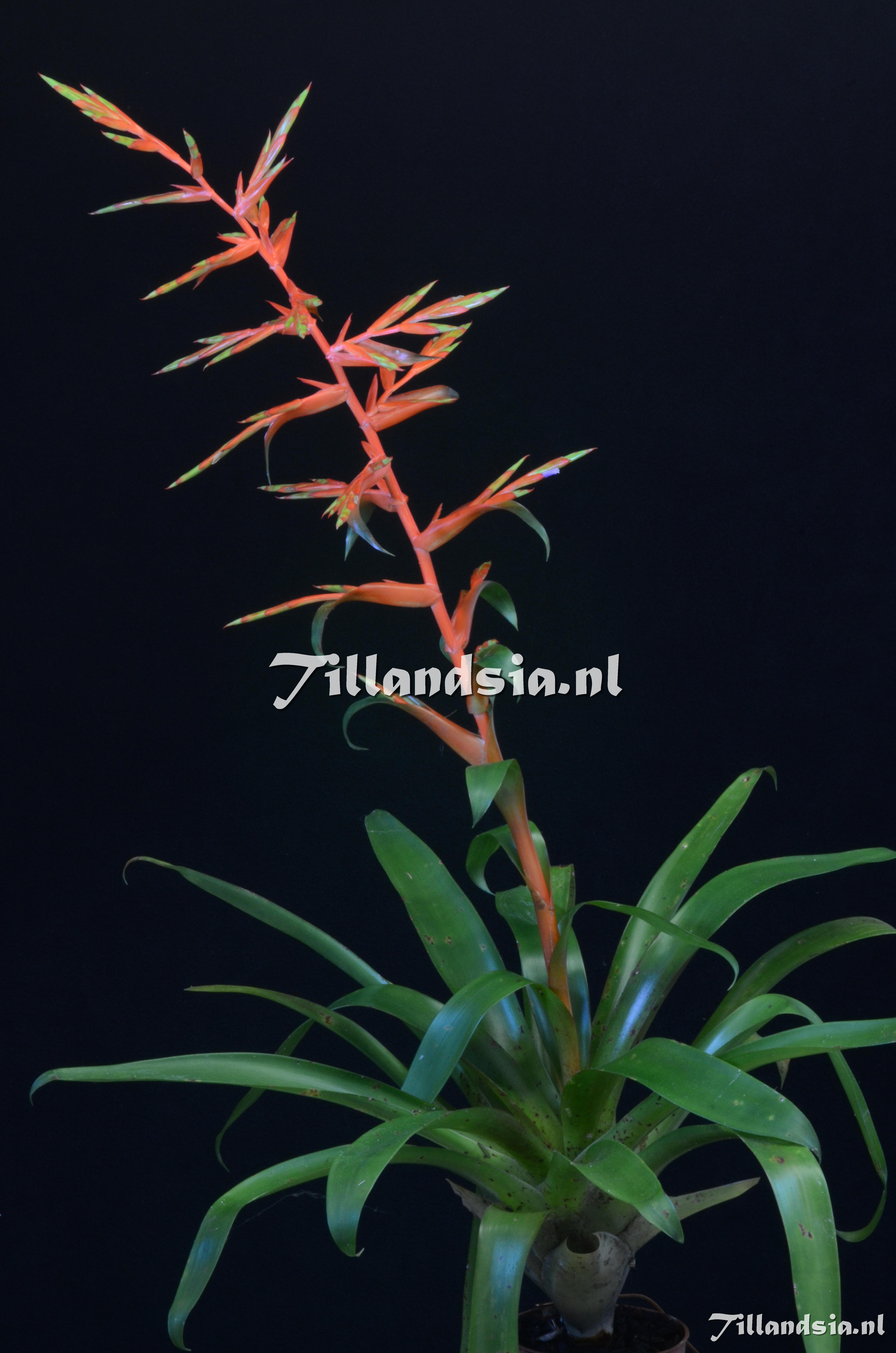 1683 Tillandsia guatemalensis