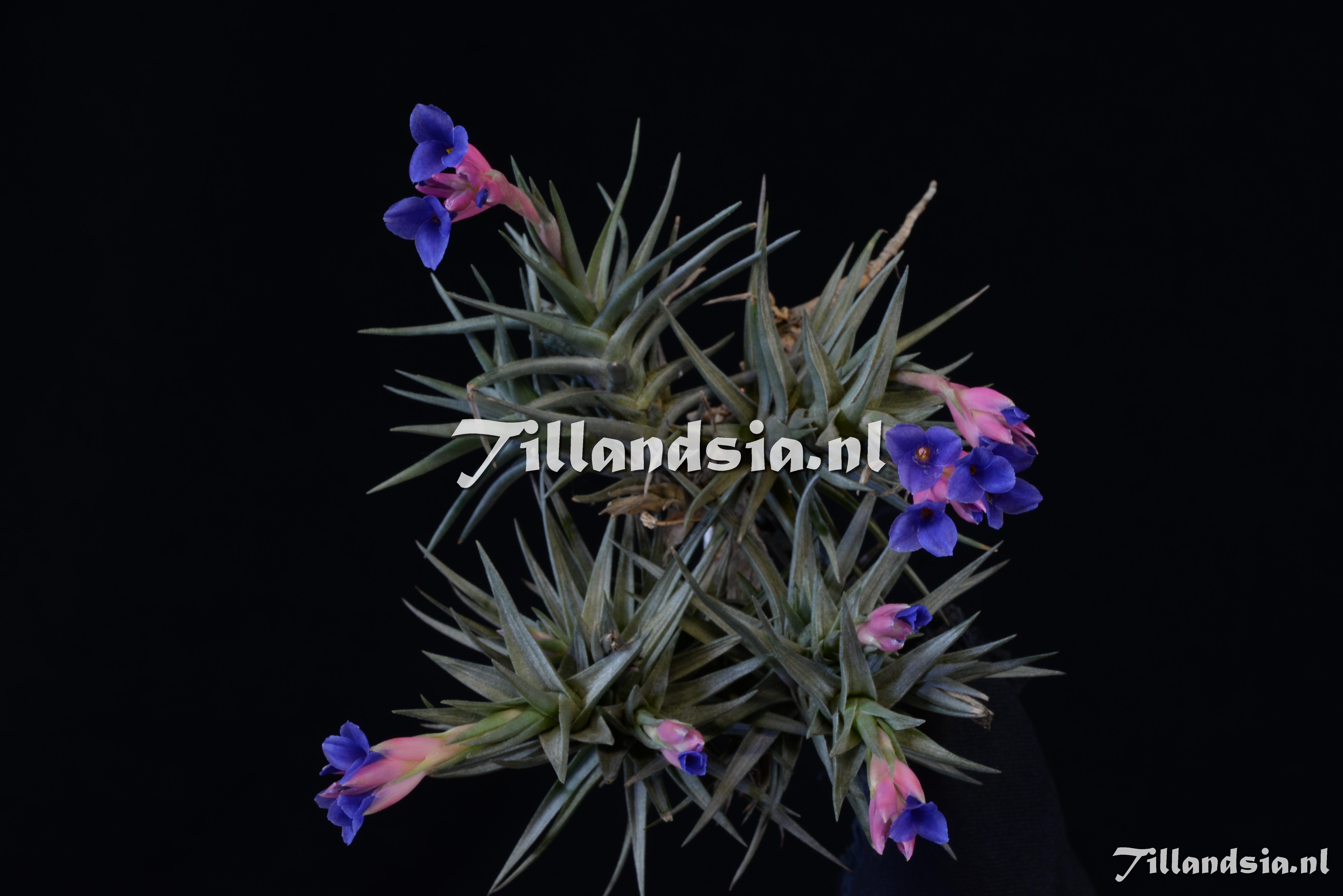 1739 Tillandsia aeranthos 