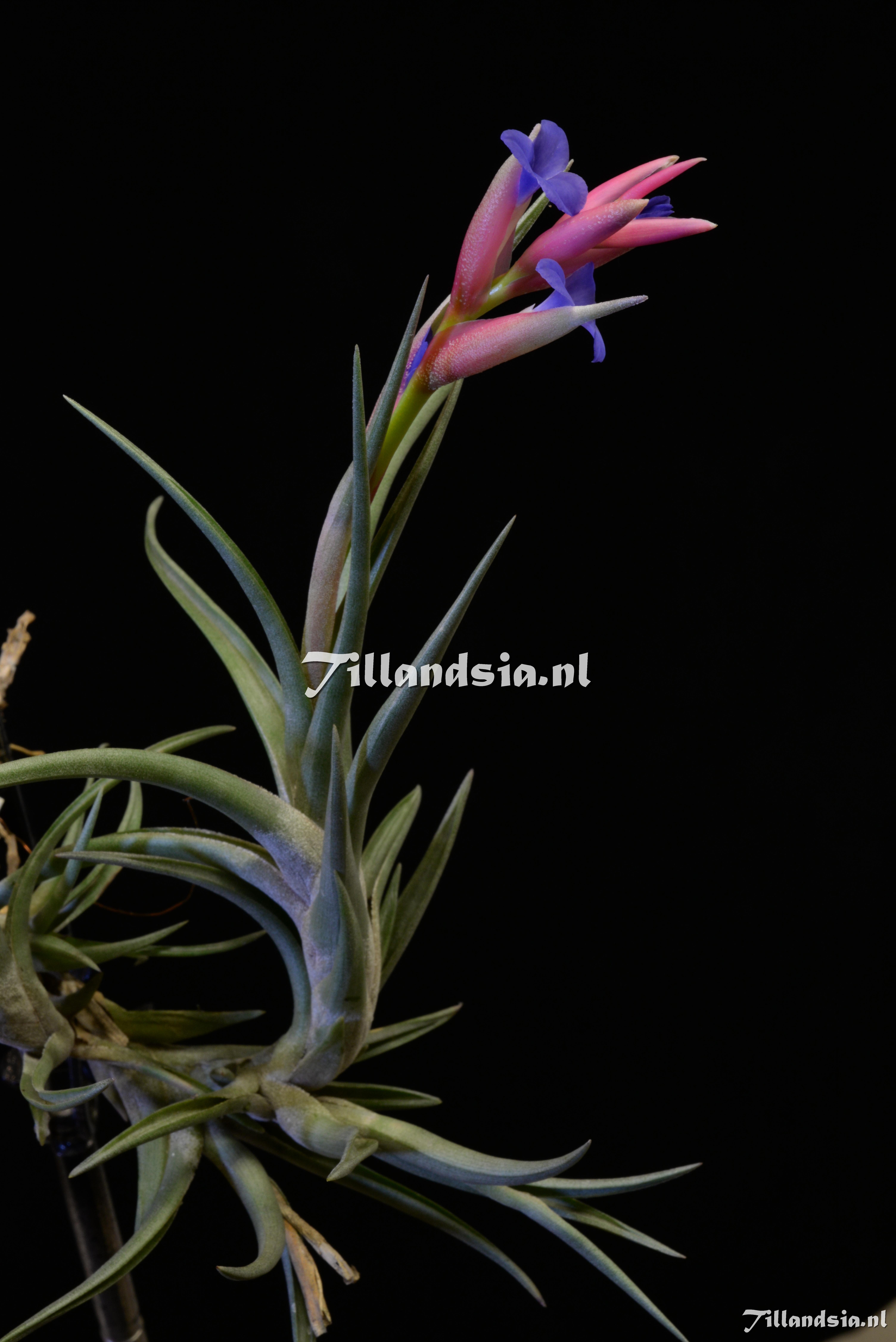 1751 Tillandsia jonesii