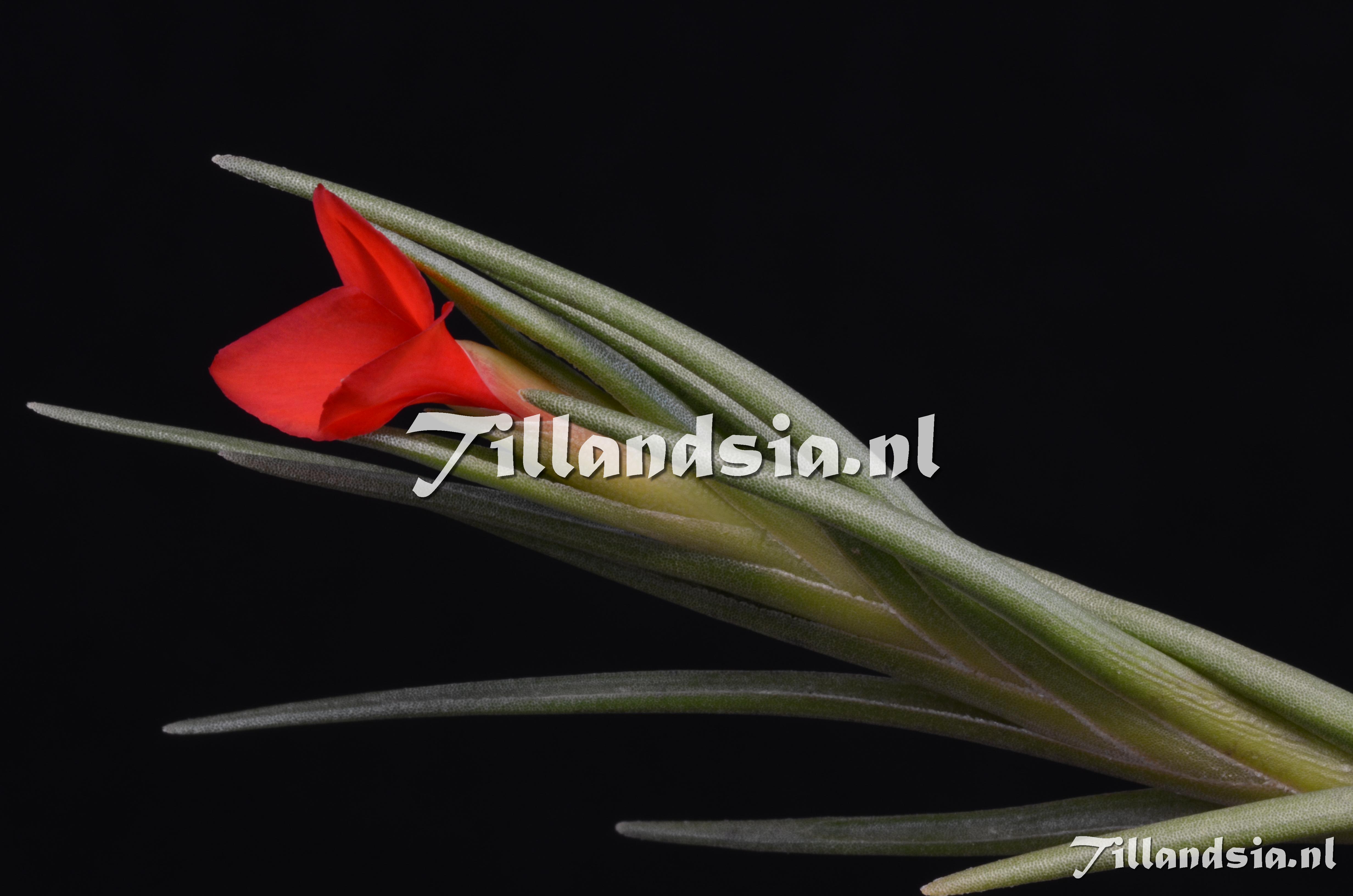 176 Tillandsia albertiana