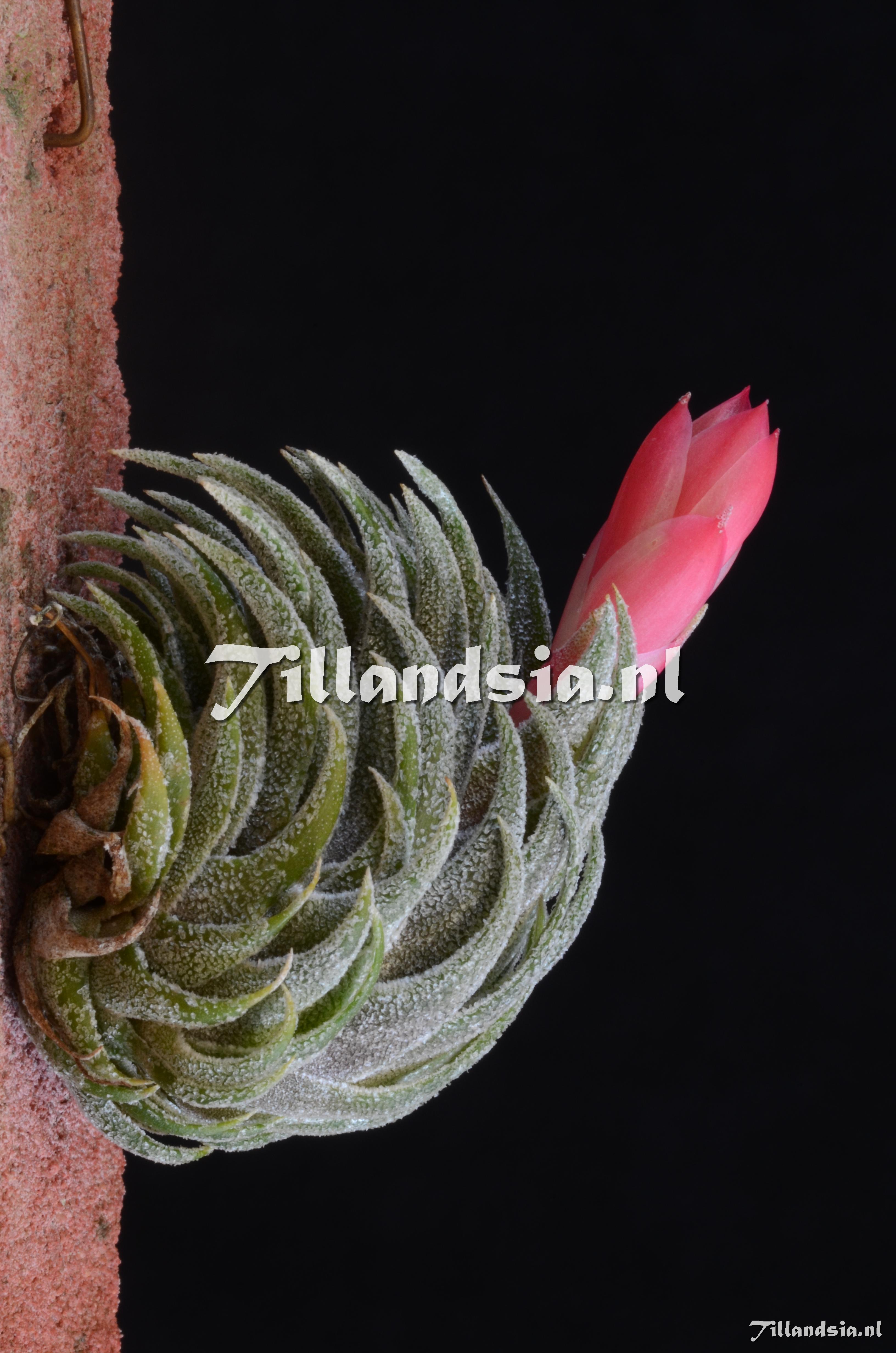 178 Tillandsia sprengeliana