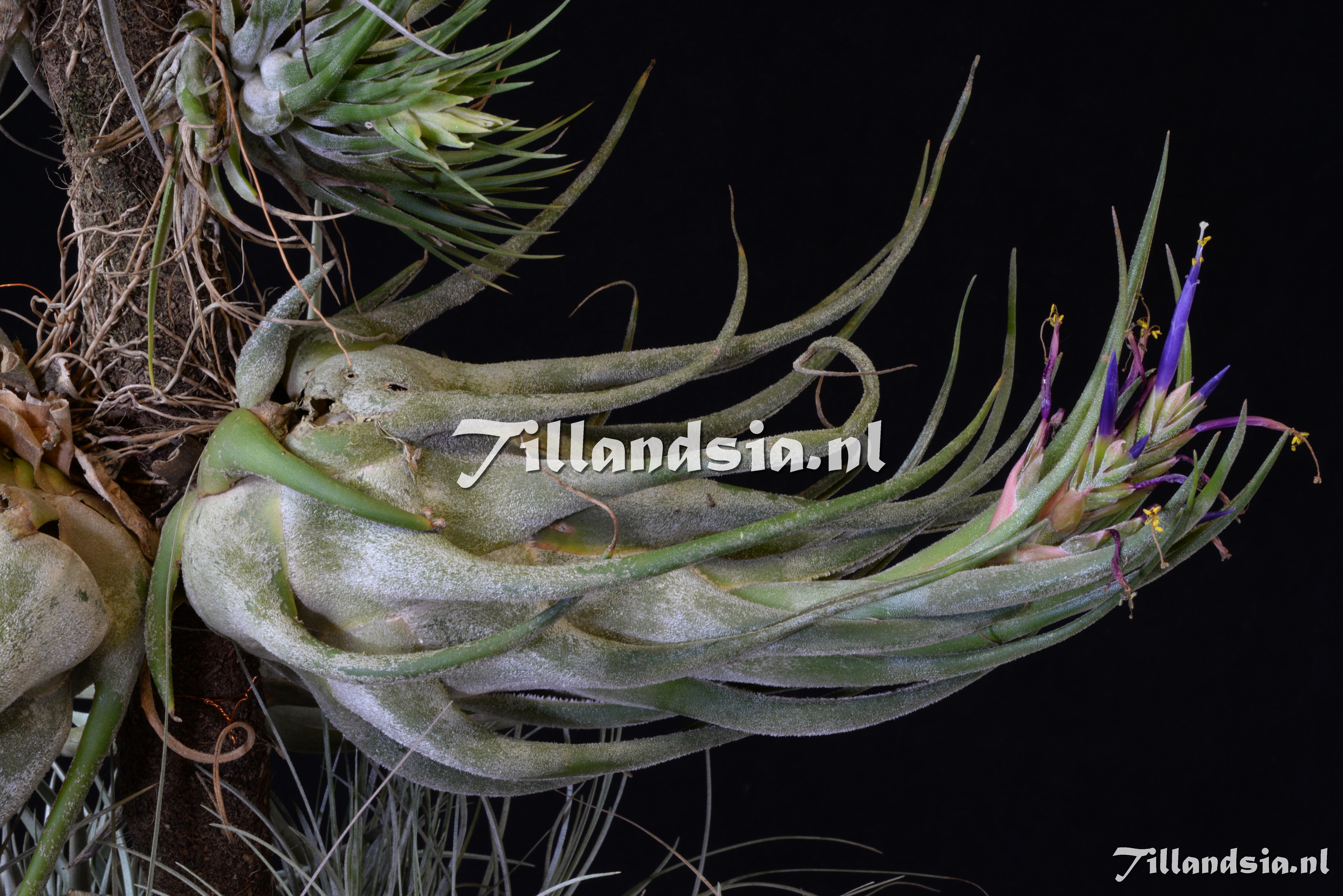 1842 Tillandsia selleriana (large)