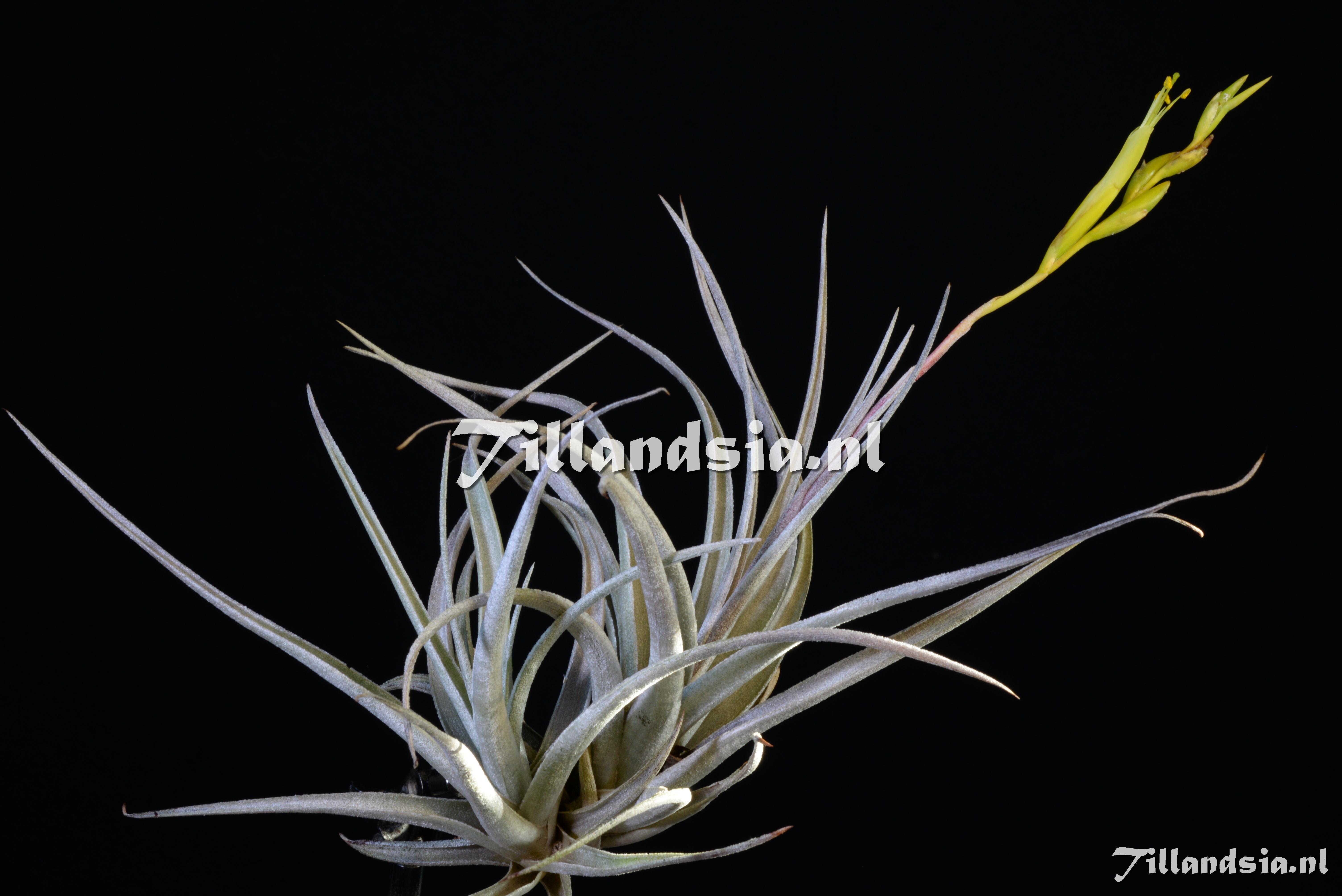 1853 Tillandsia karwinskiana