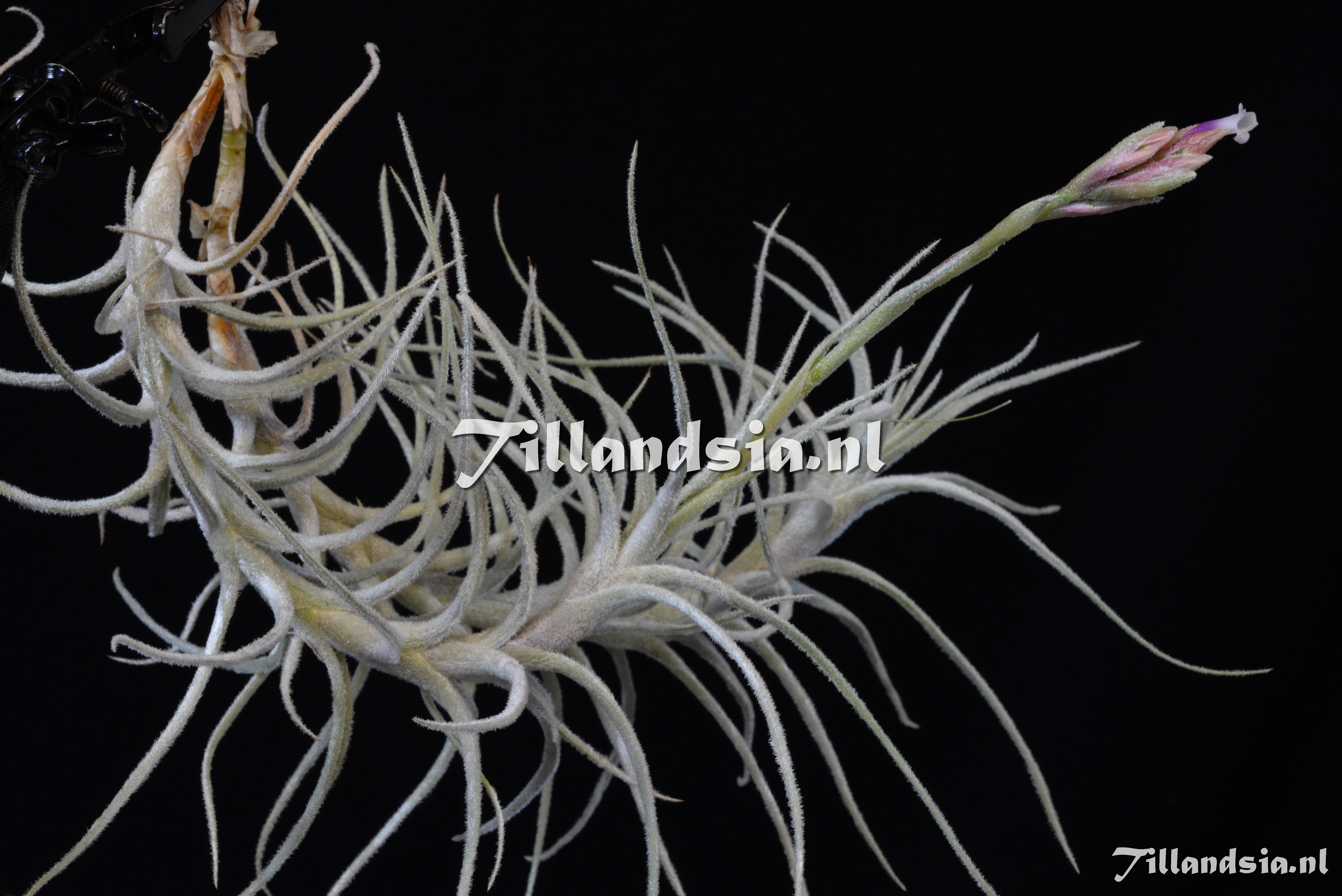 1935 Tillandsia reducta (long caulescent form)