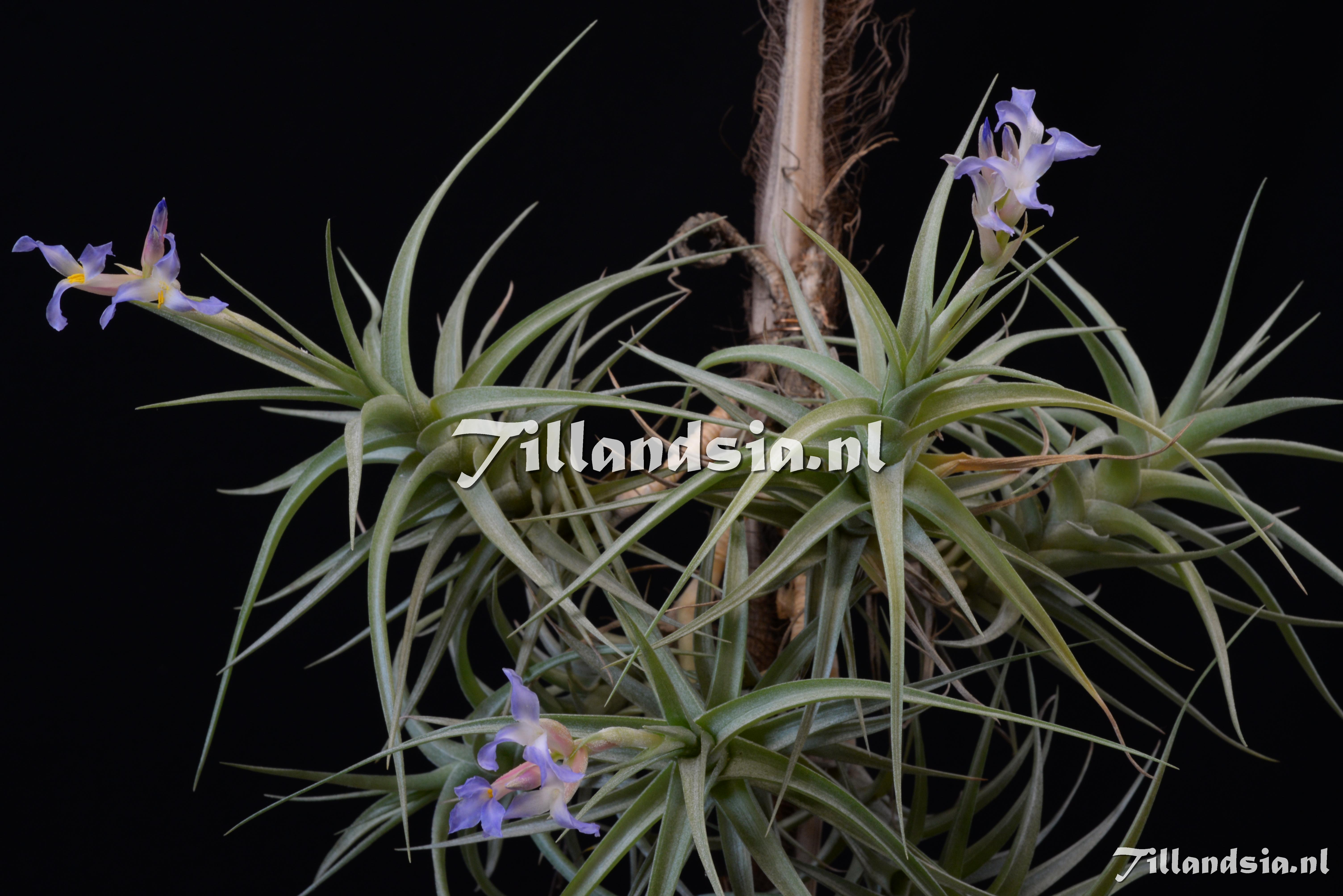 1951 Tillandsia bergeri