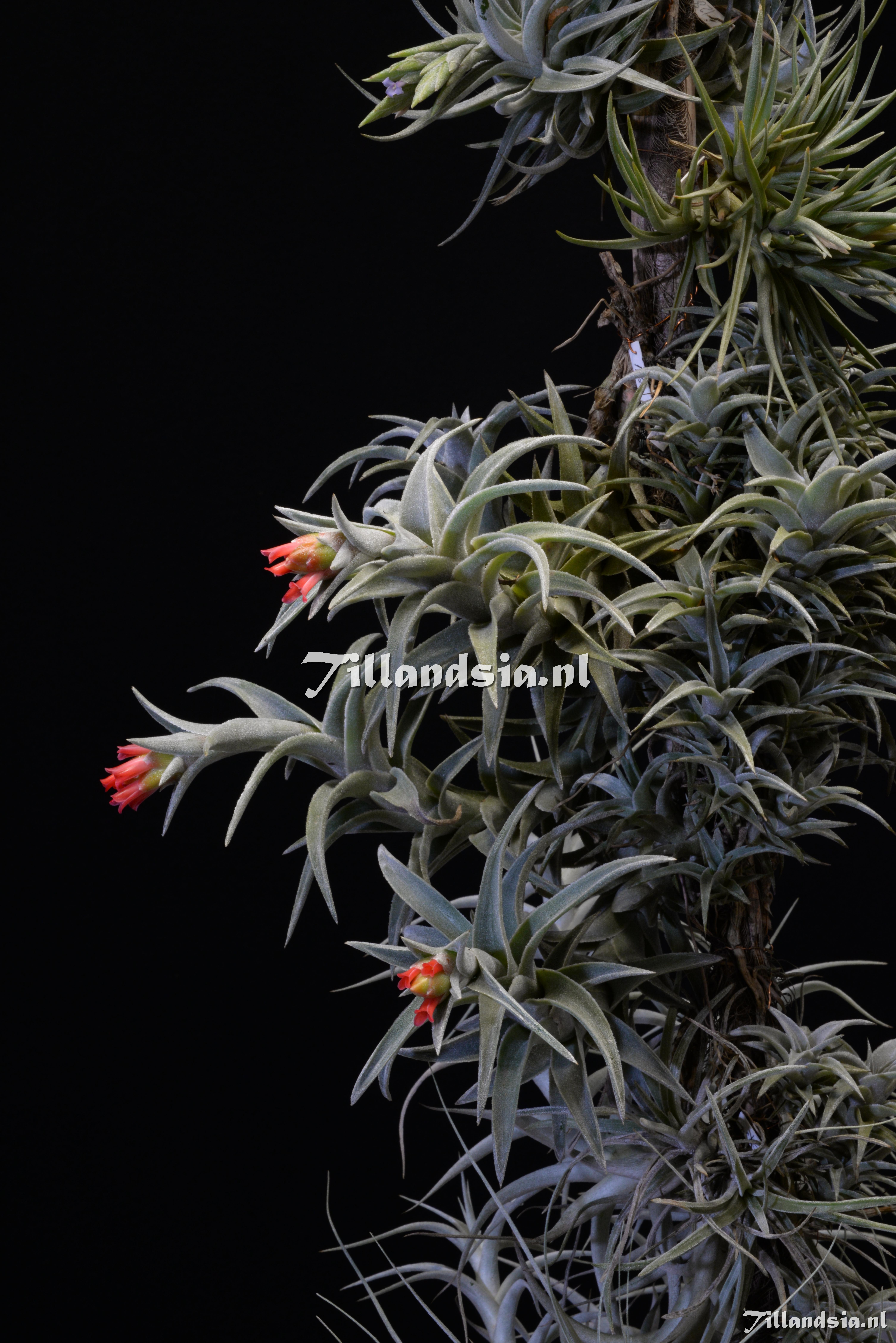1989 Tillandsia edithae