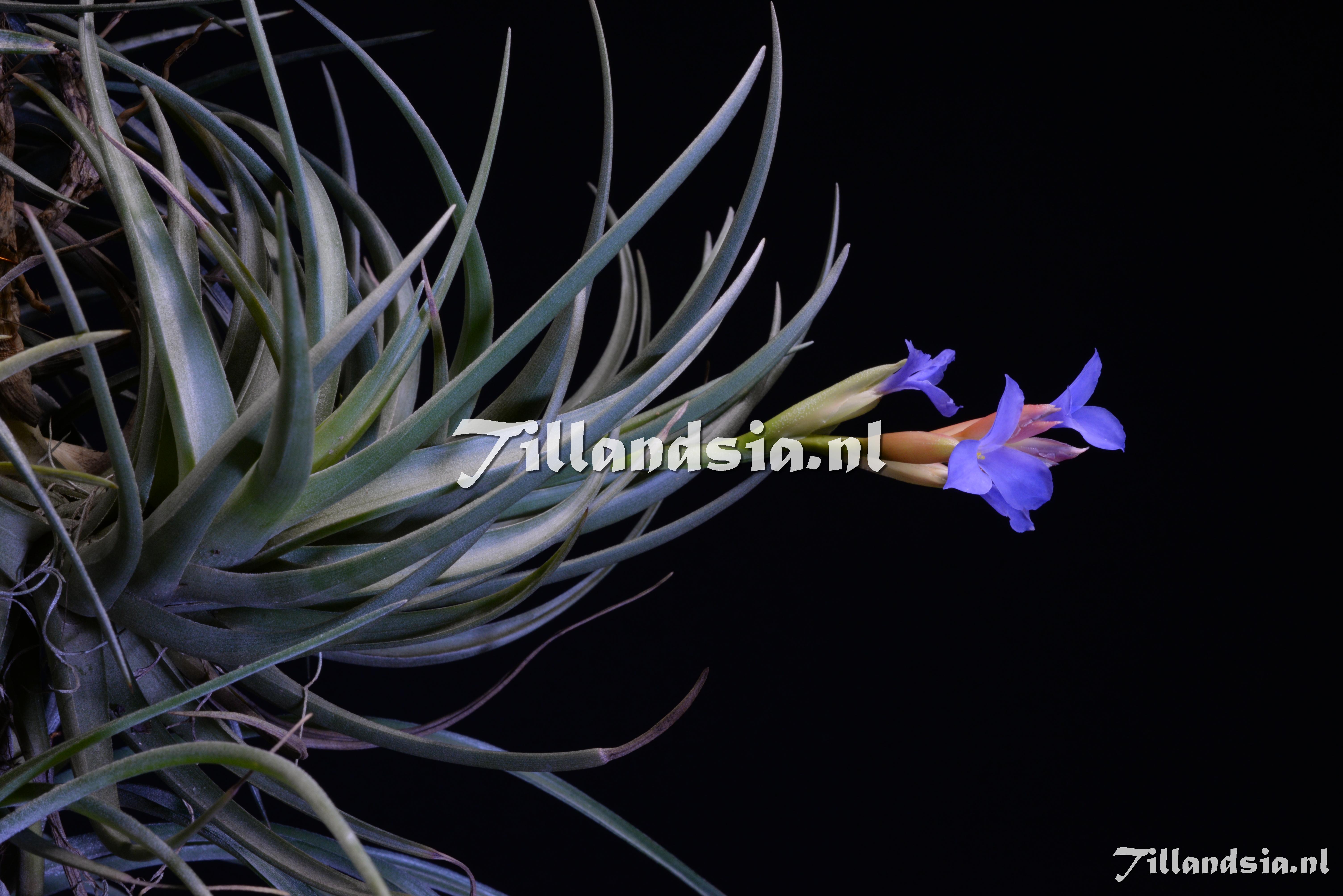 2009 Tillandsia polzii