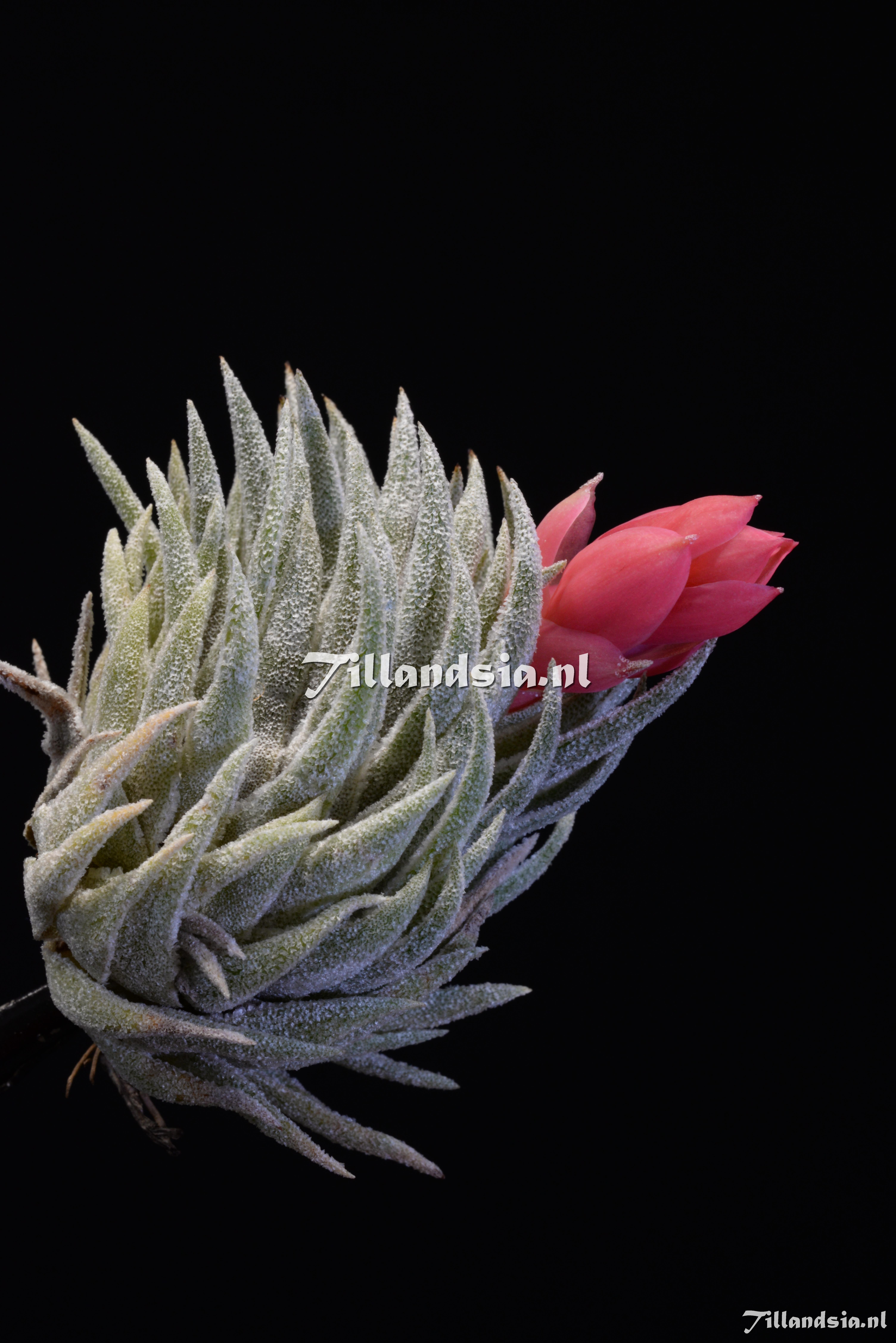 2044 Tillandsia sprengeliana silver clone