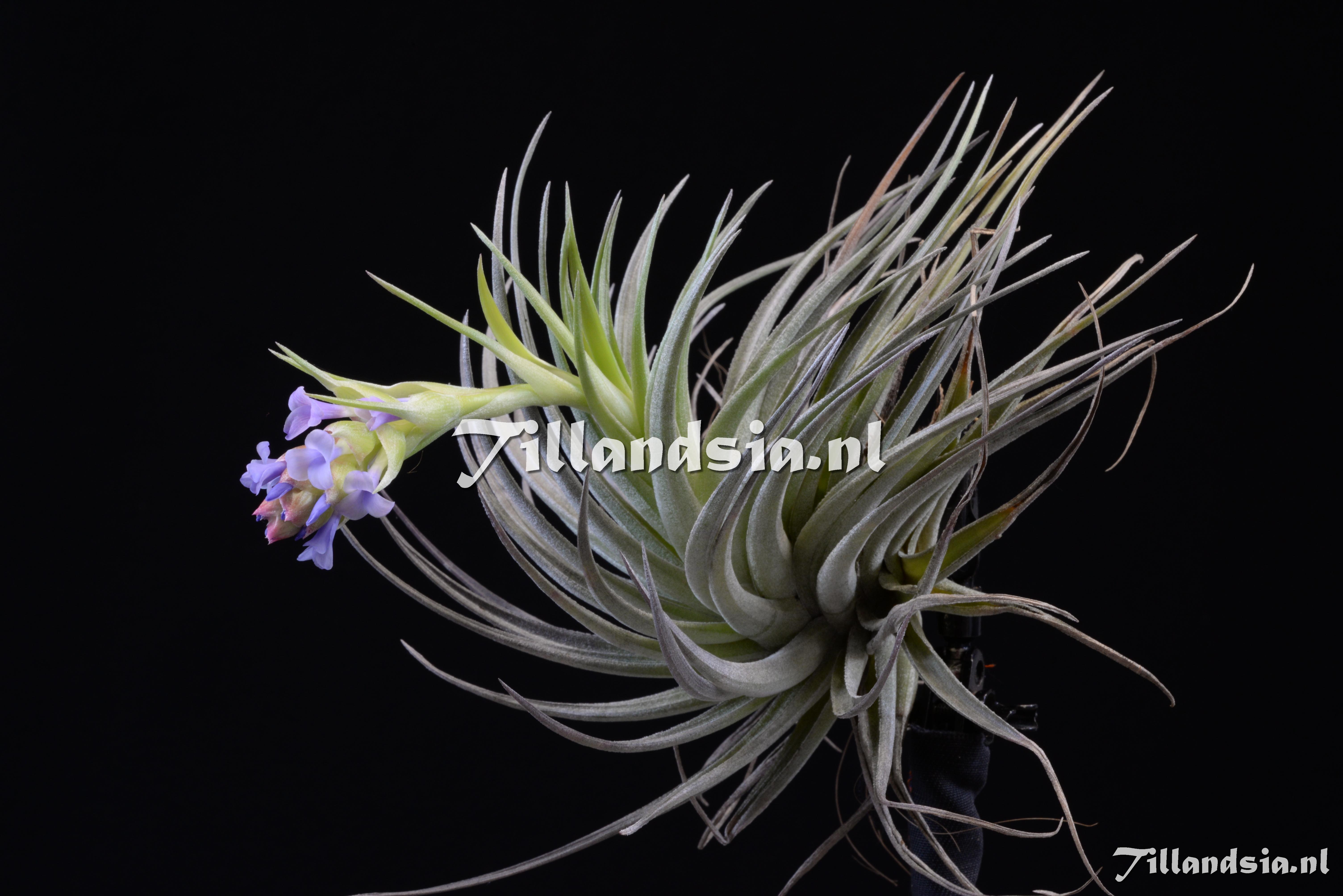 2104 Tillandsia stricta