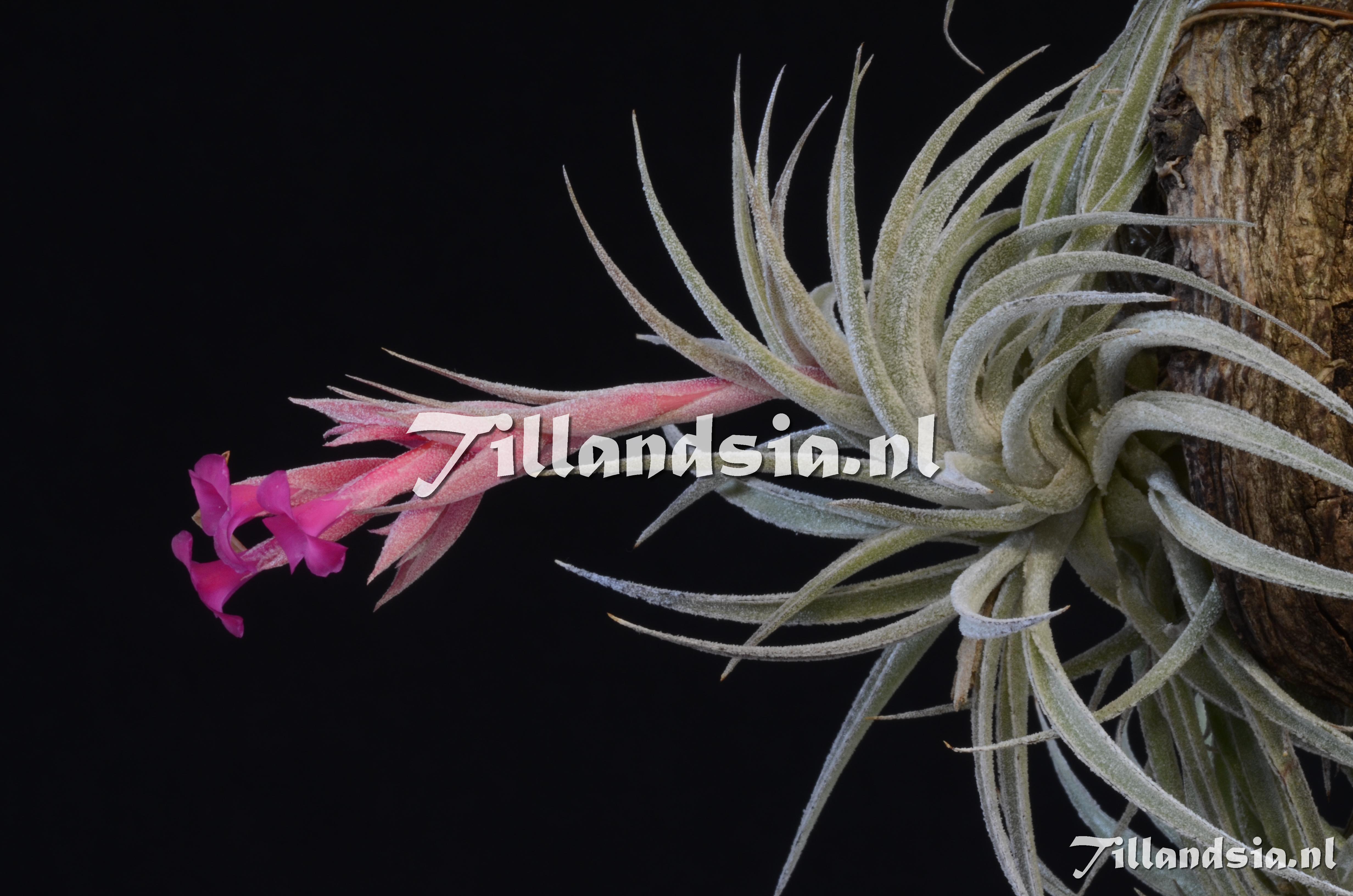 215 Tillandsia sucrei