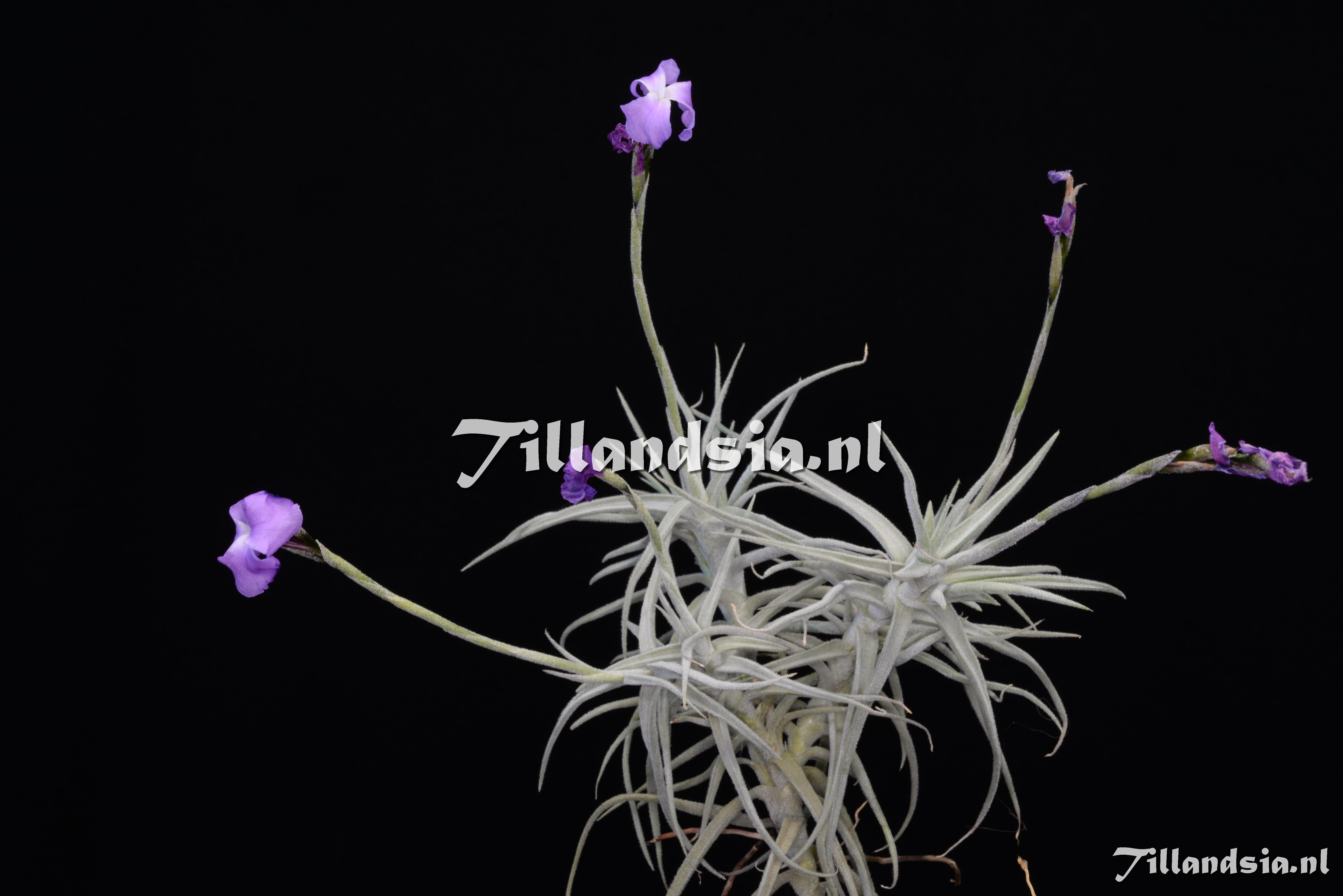 2150 Tillandsia paleacea