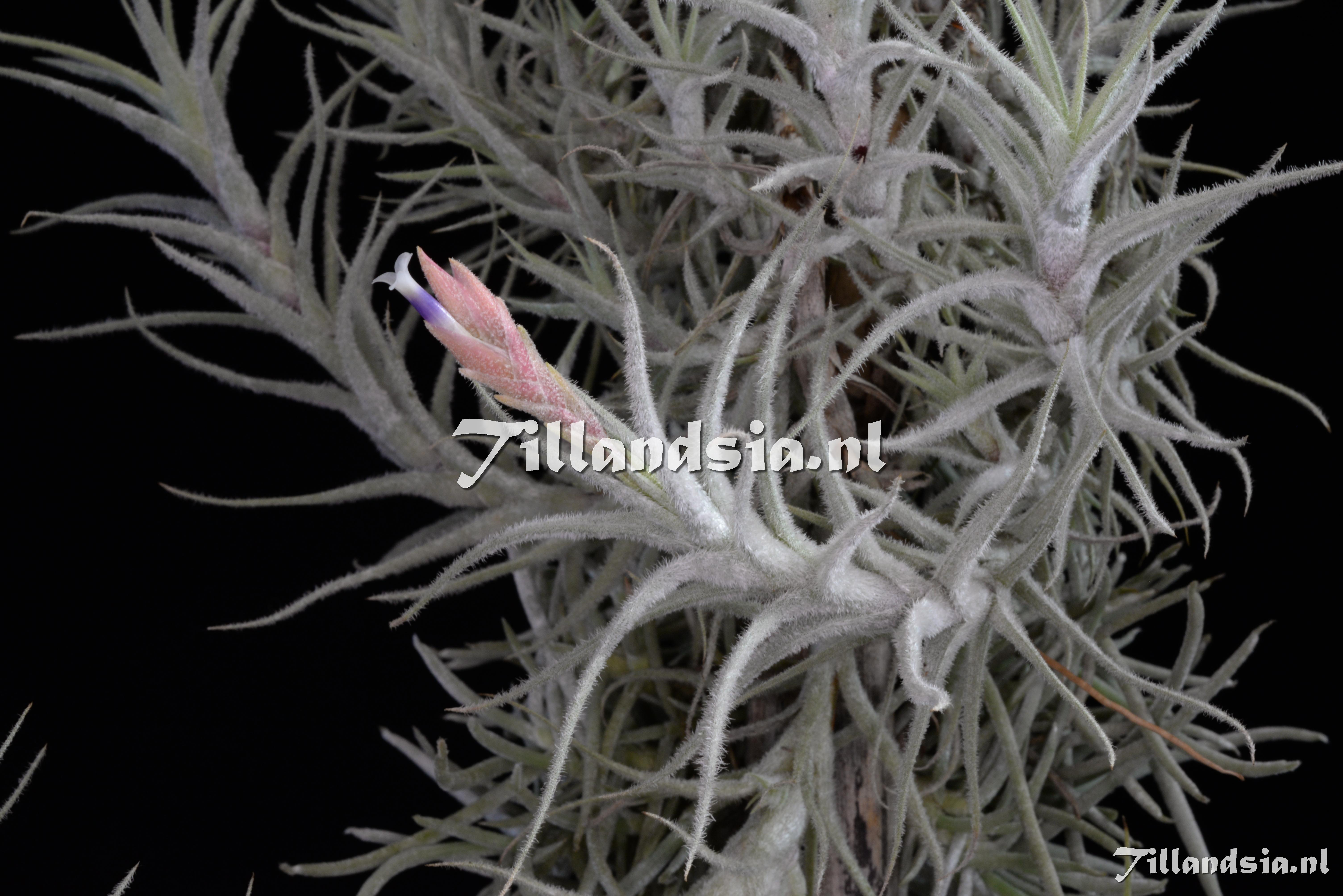2229 Tillandsia cf. stellifera 