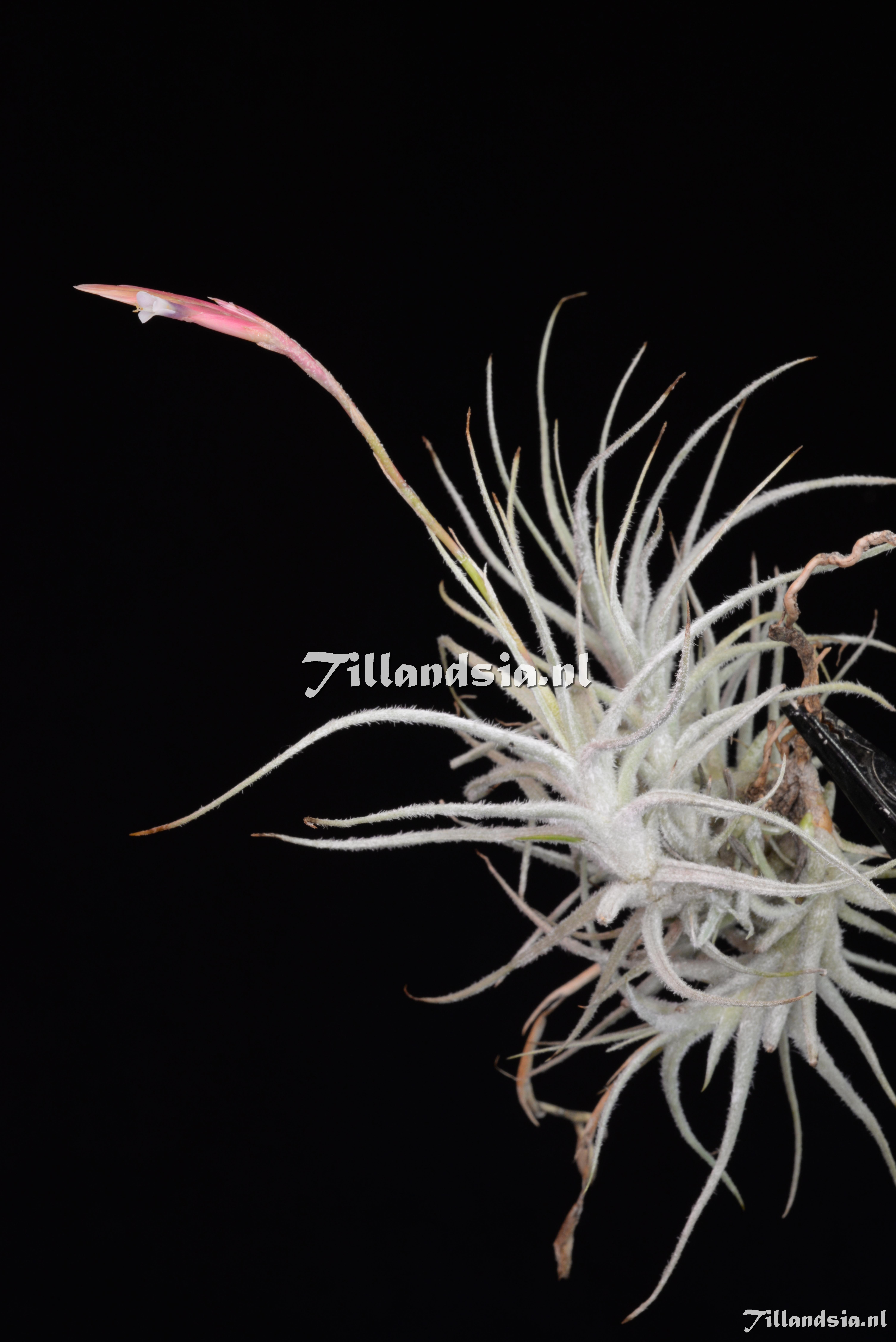 2318 Tillandsia balsasensis