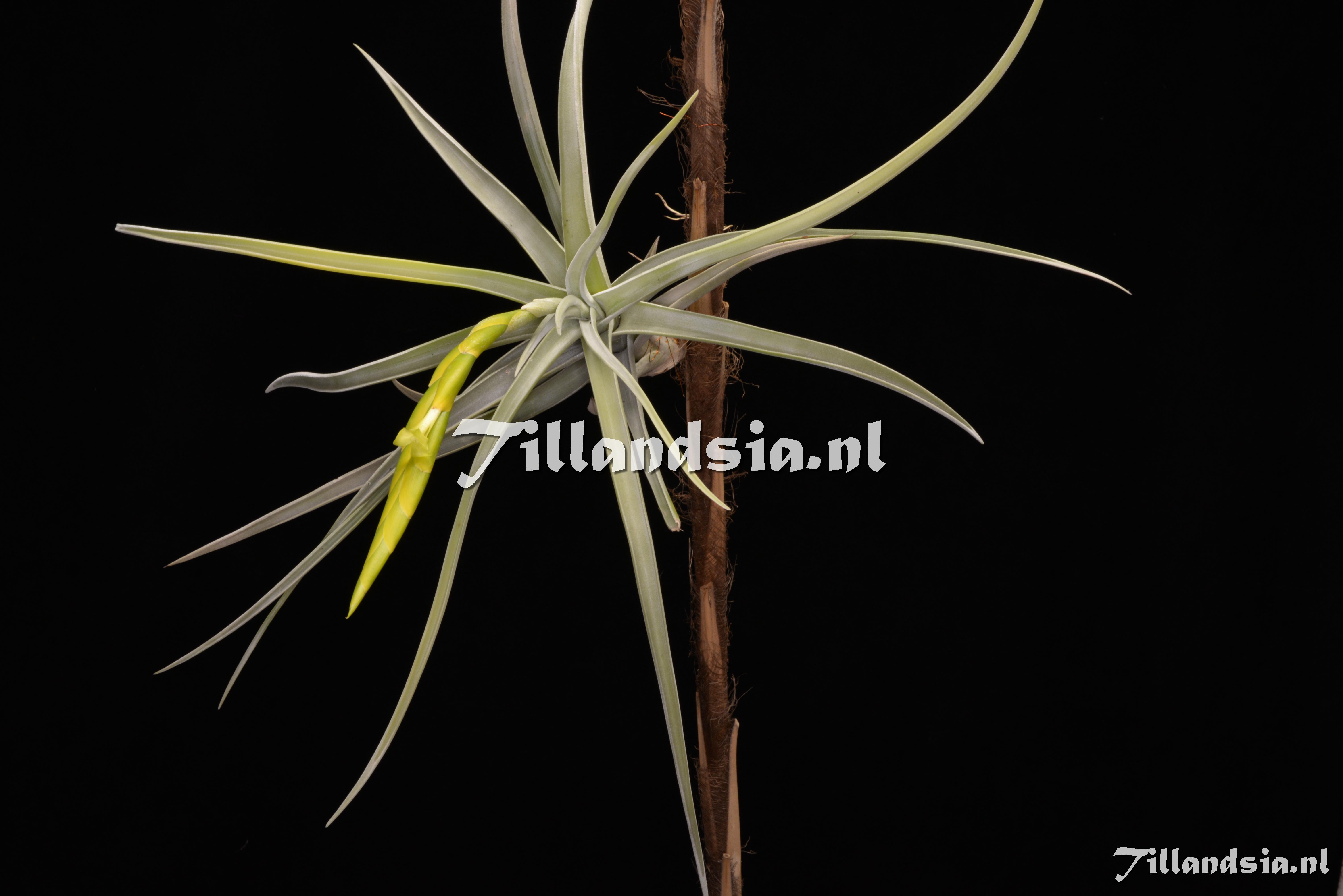 2363 Tillandsia lotteae