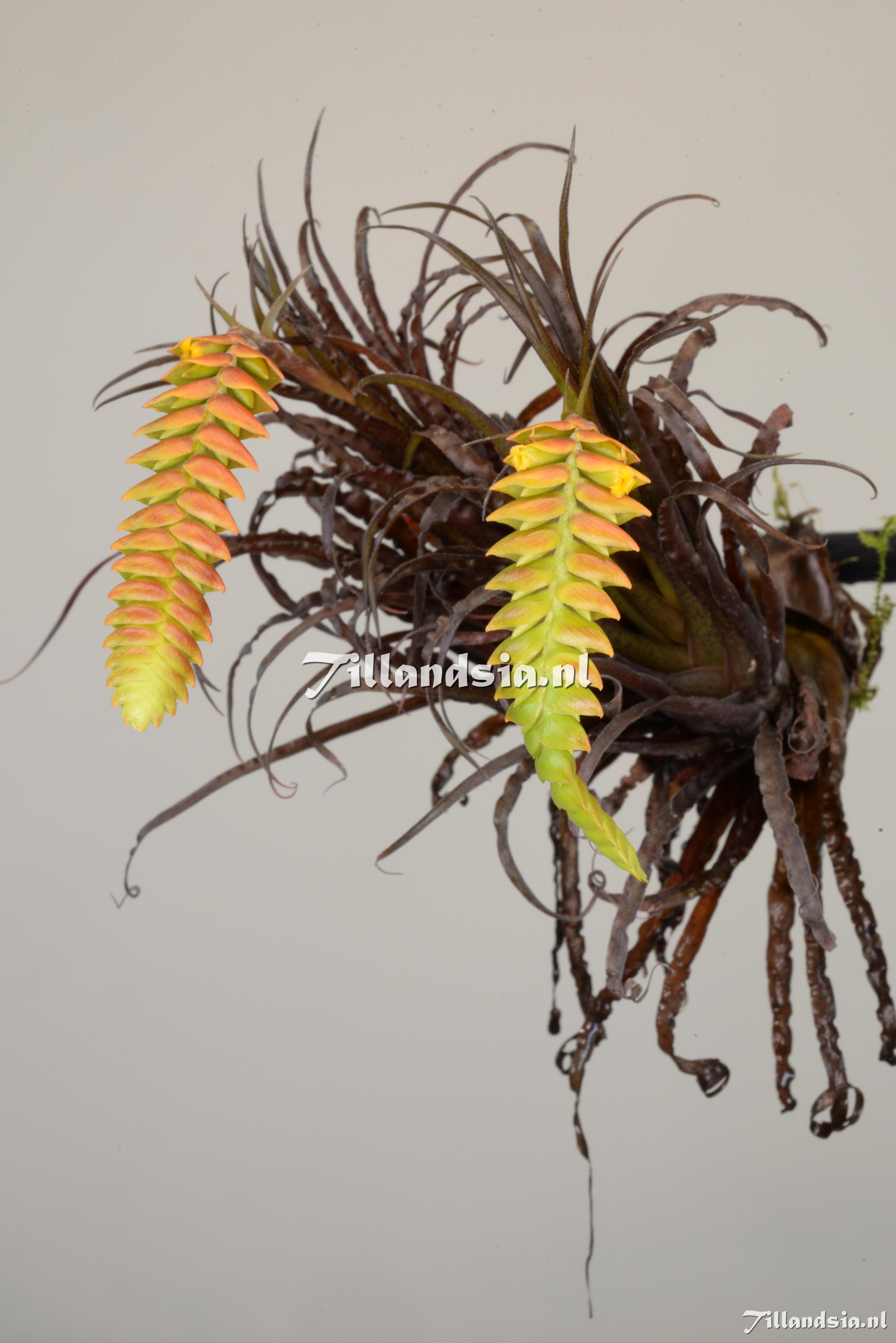 2446 Racinaea crispa