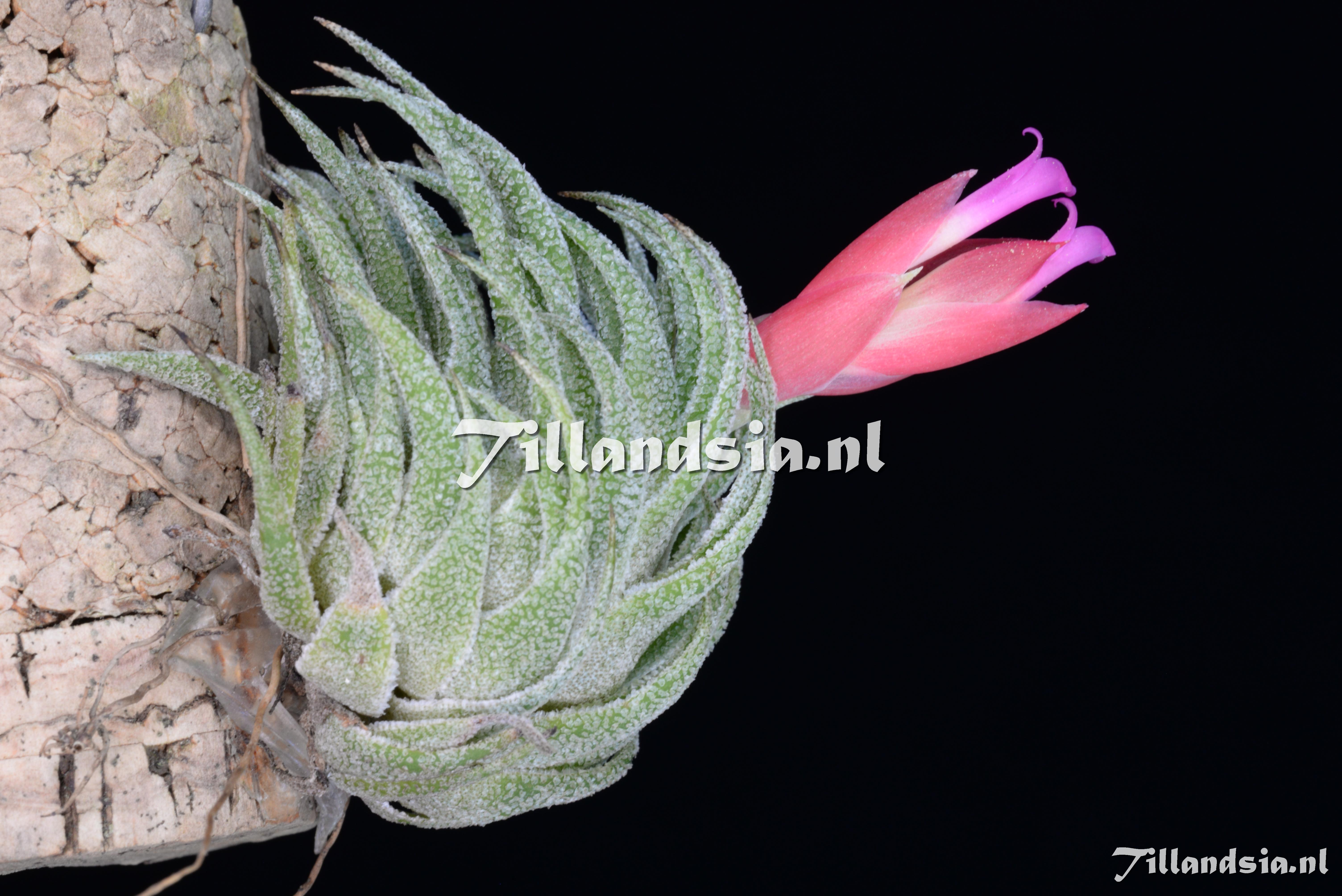 2460 Tillandsia sprengeliana