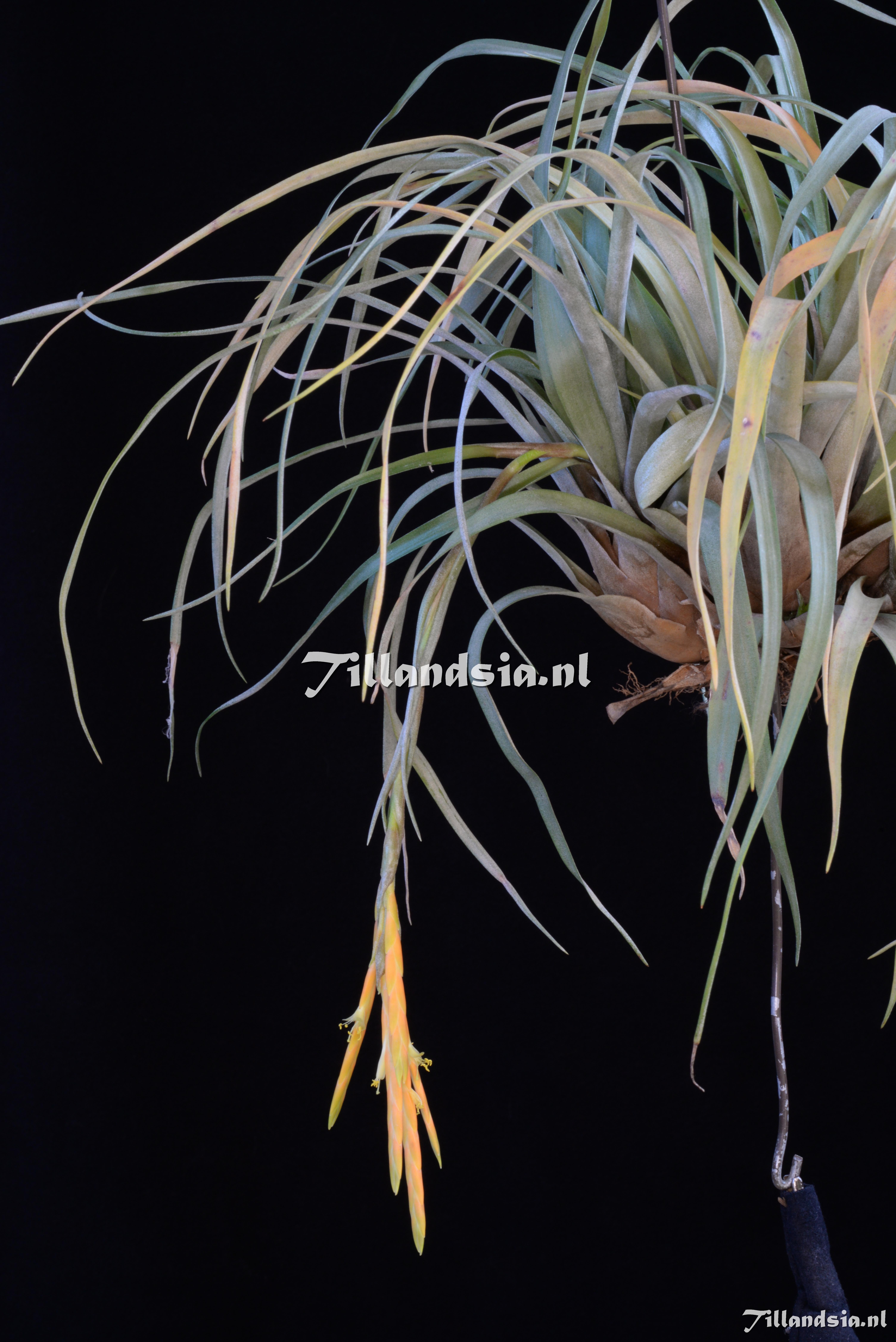 2476 Tillandsia barthlottii