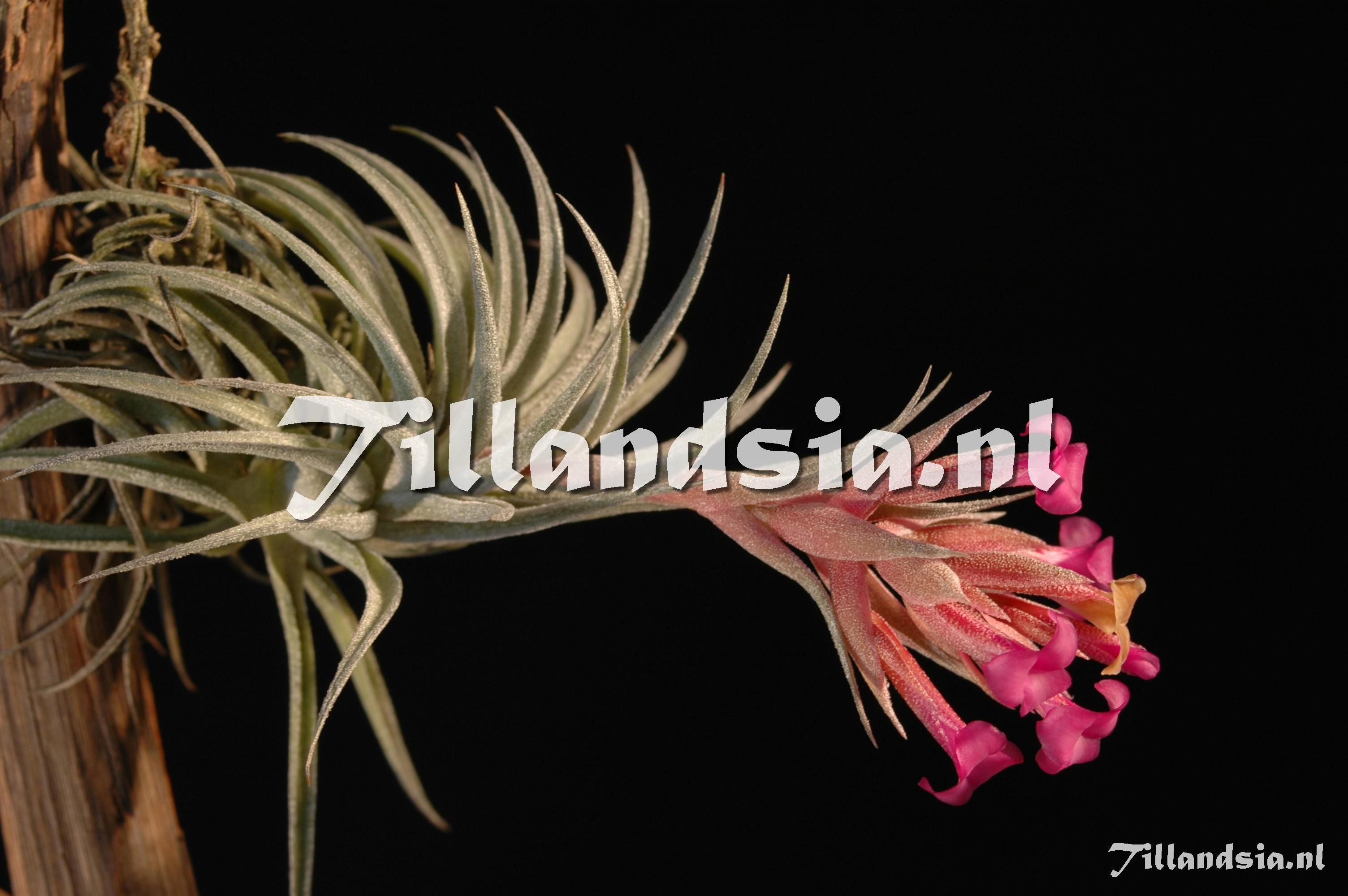 248 Tillandsia sucrei