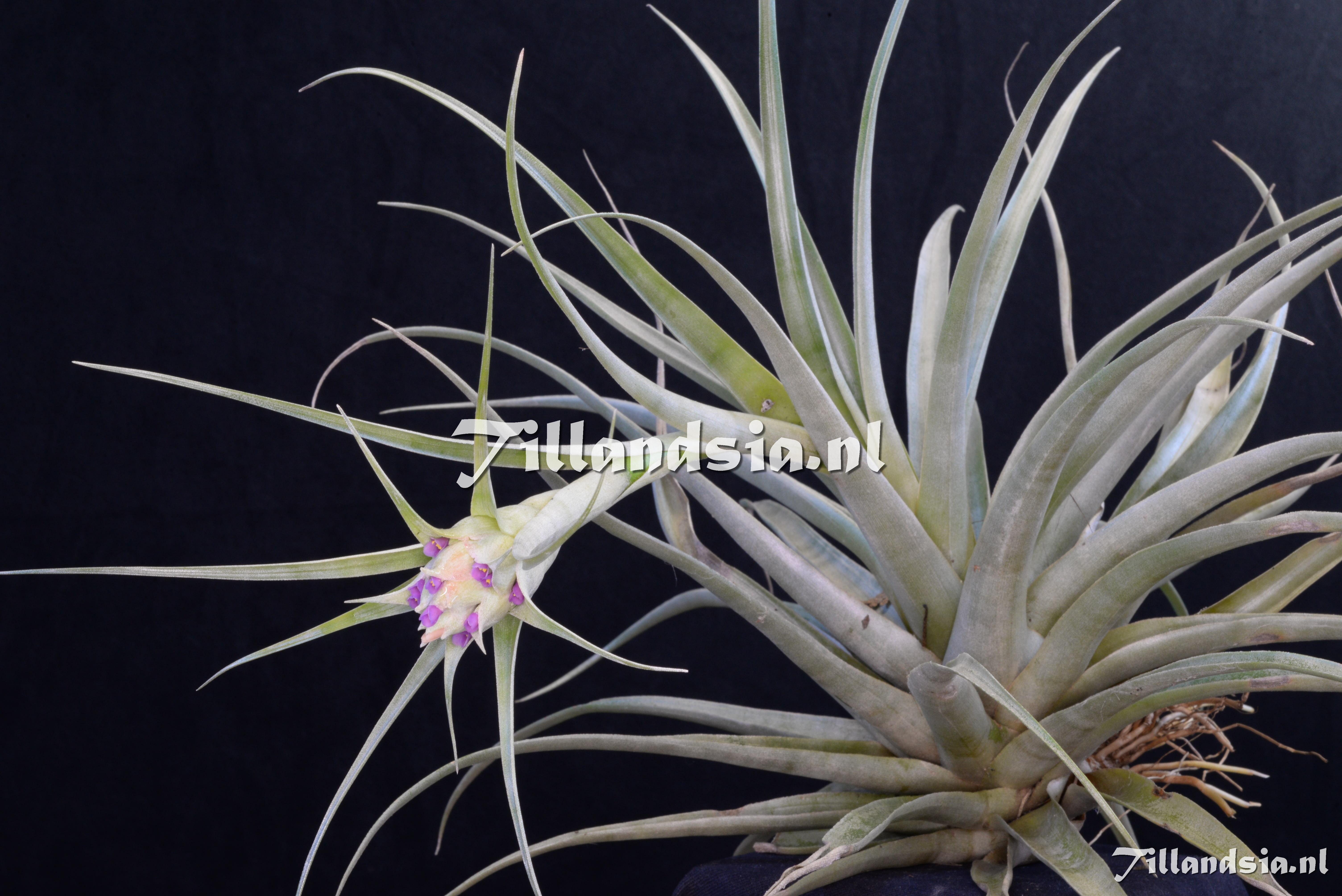 2600 Tillandsia sphaerocephala