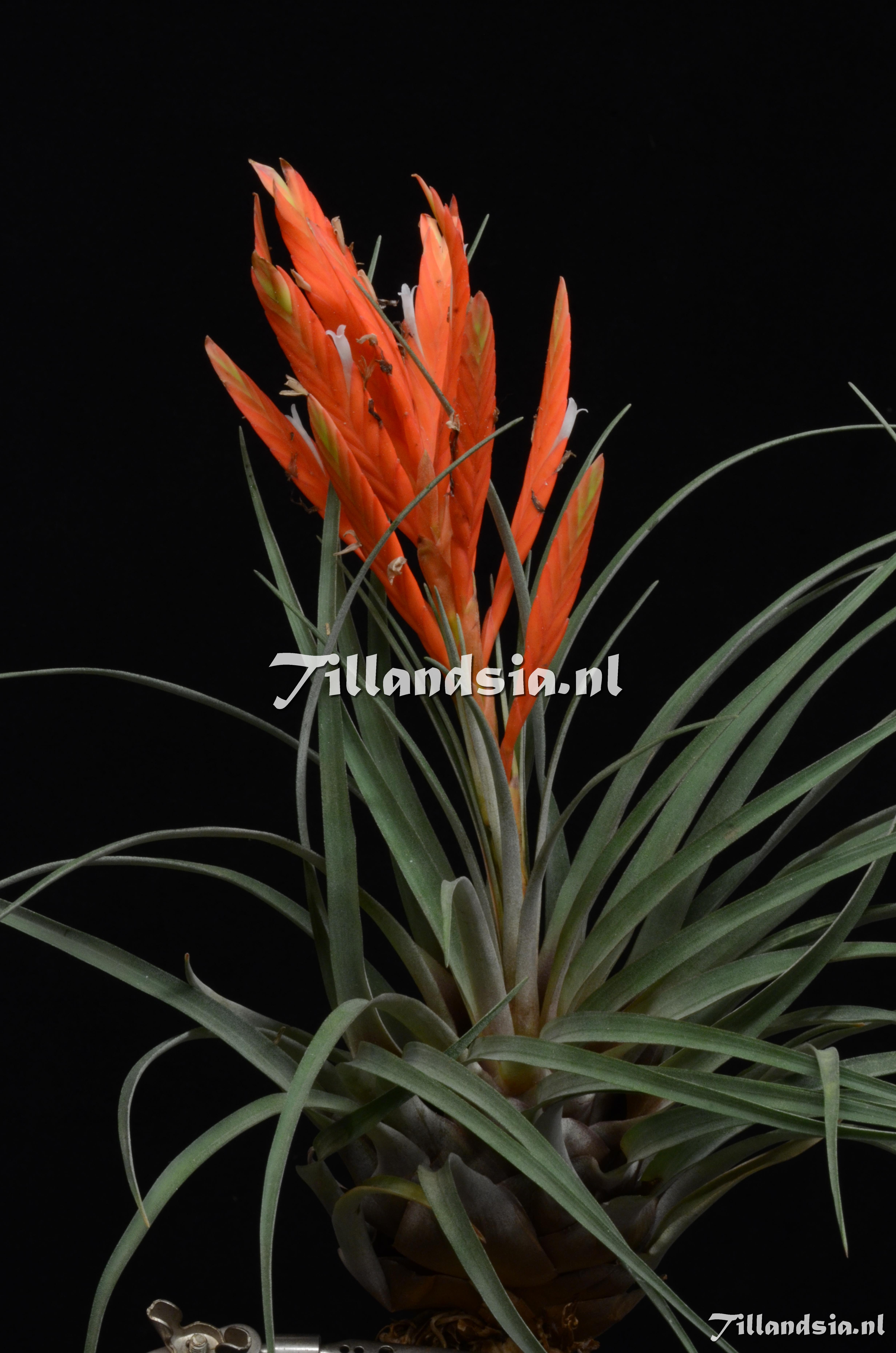 2712 Tillandsia altomayoensis