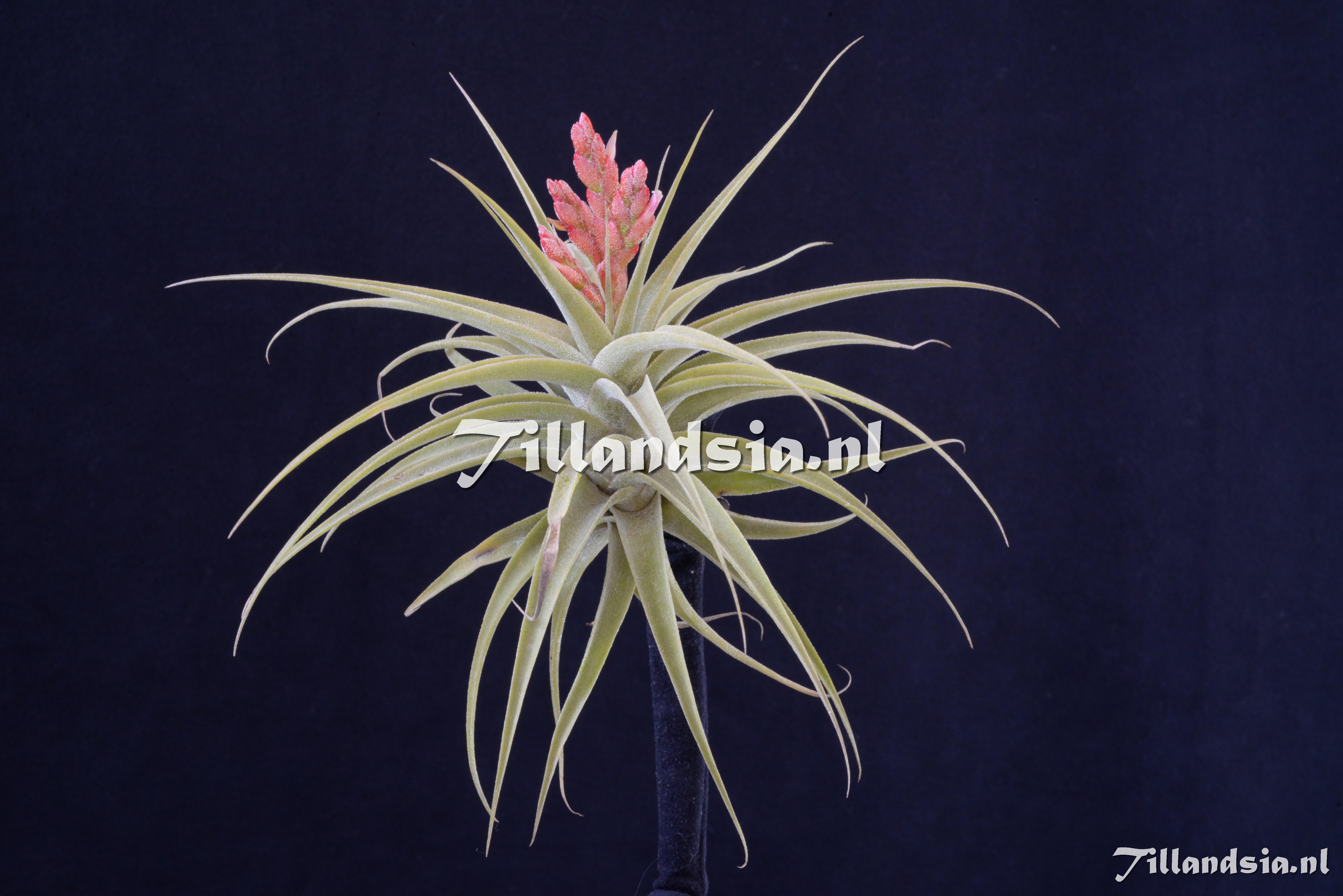 2895 Tillandsia cf. latifolia