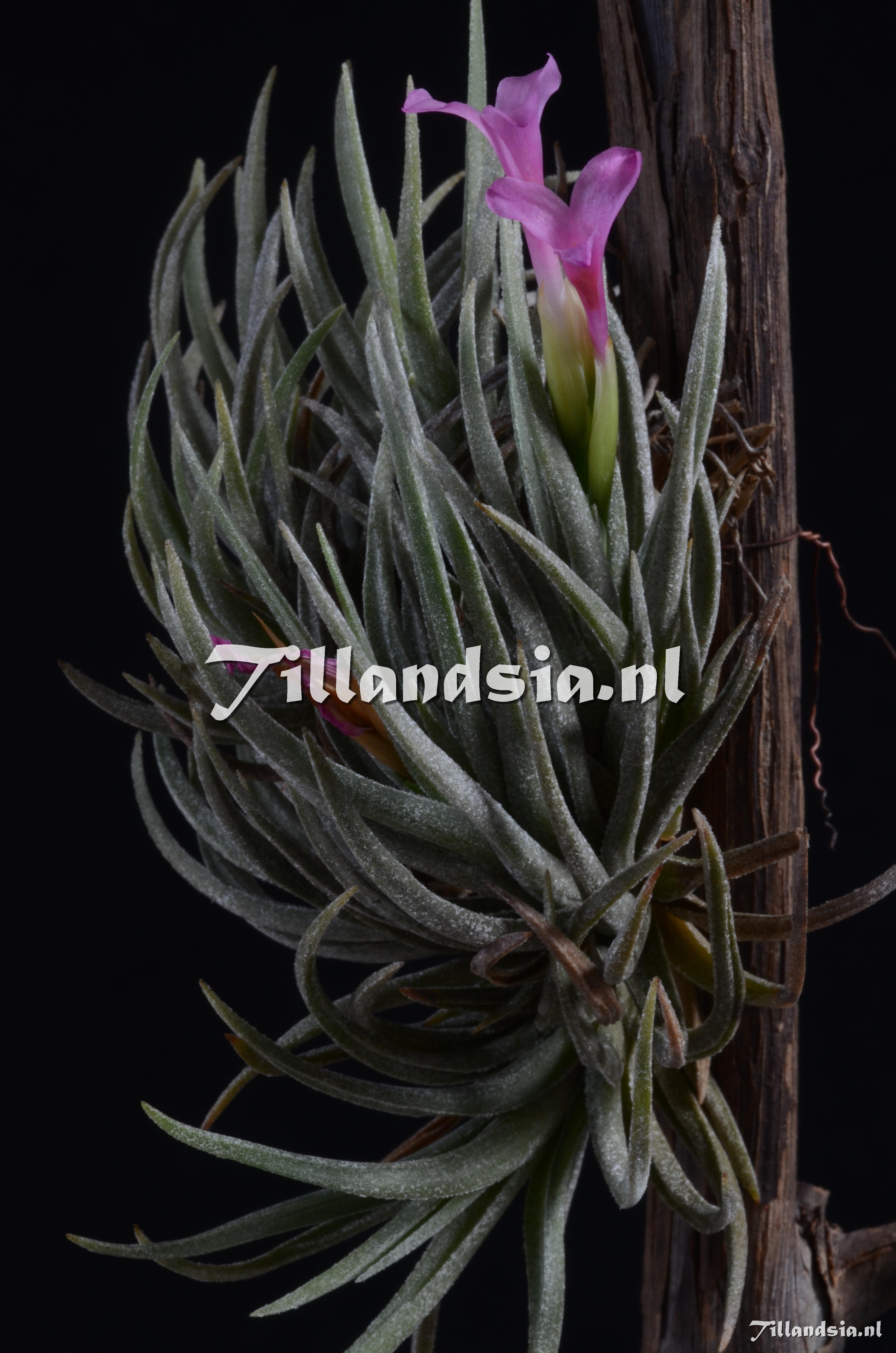 29 Tillandsia argentina
