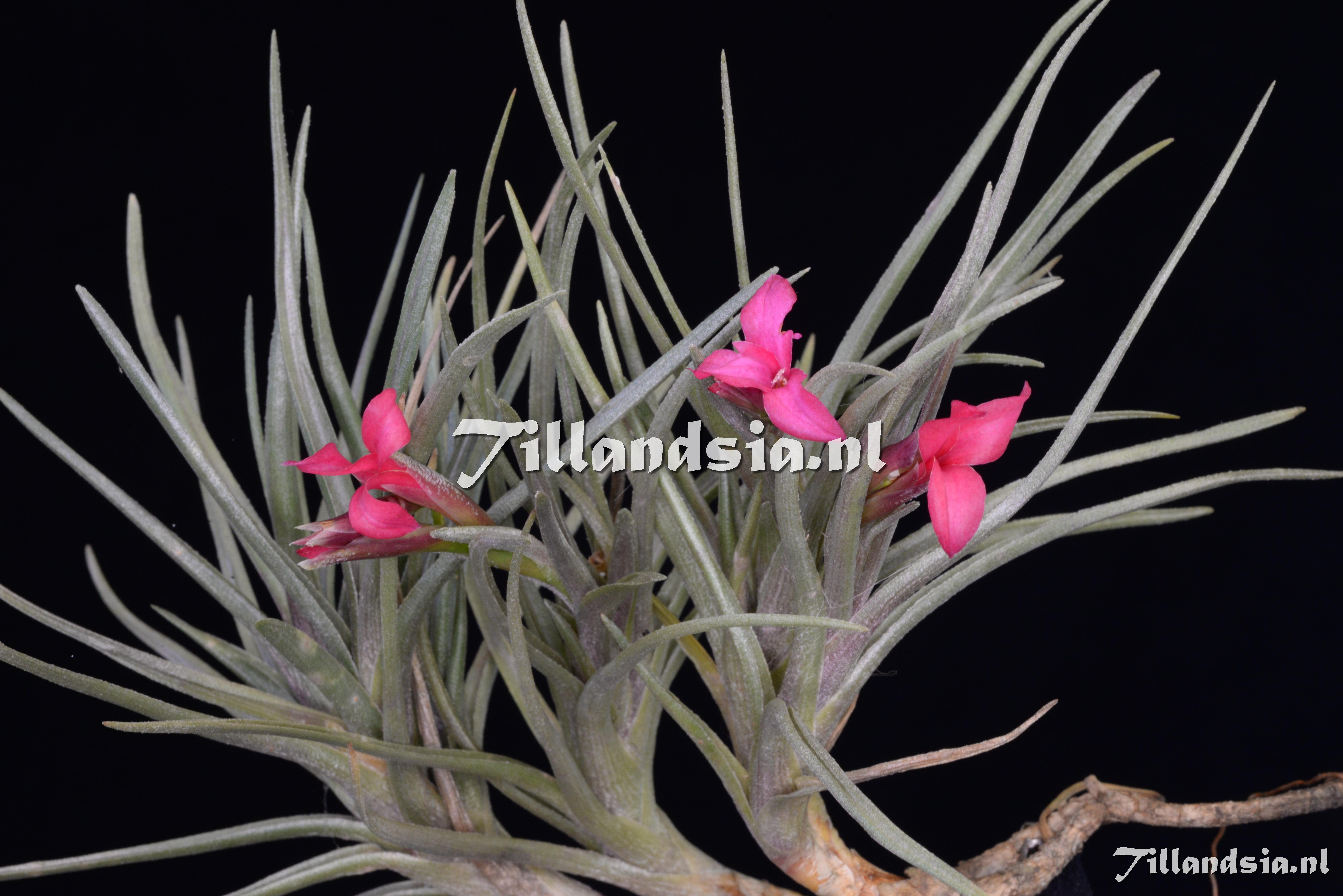 2983 Tillandsia x dorotheae
