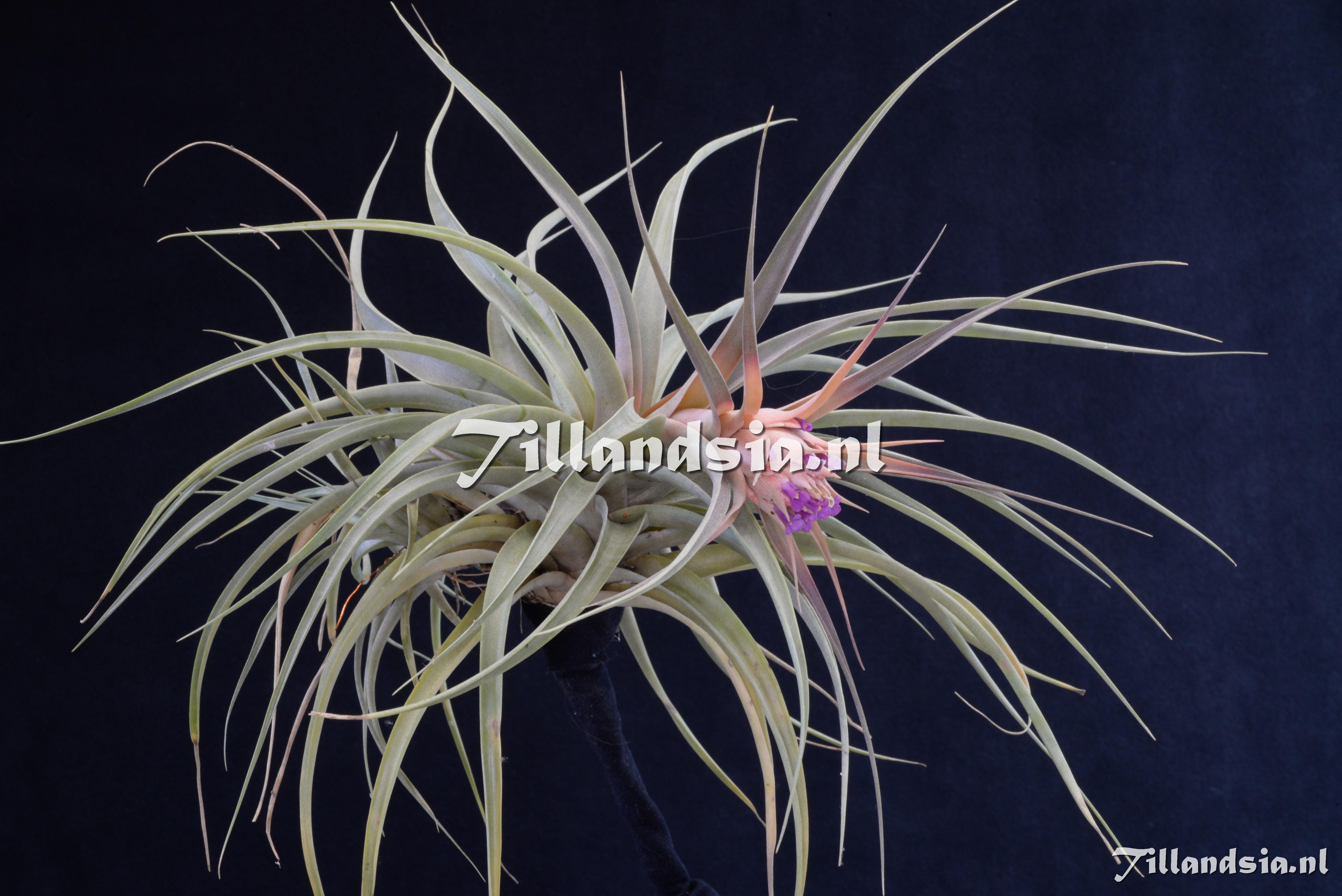 2997 Tillandsia sphaerocephala