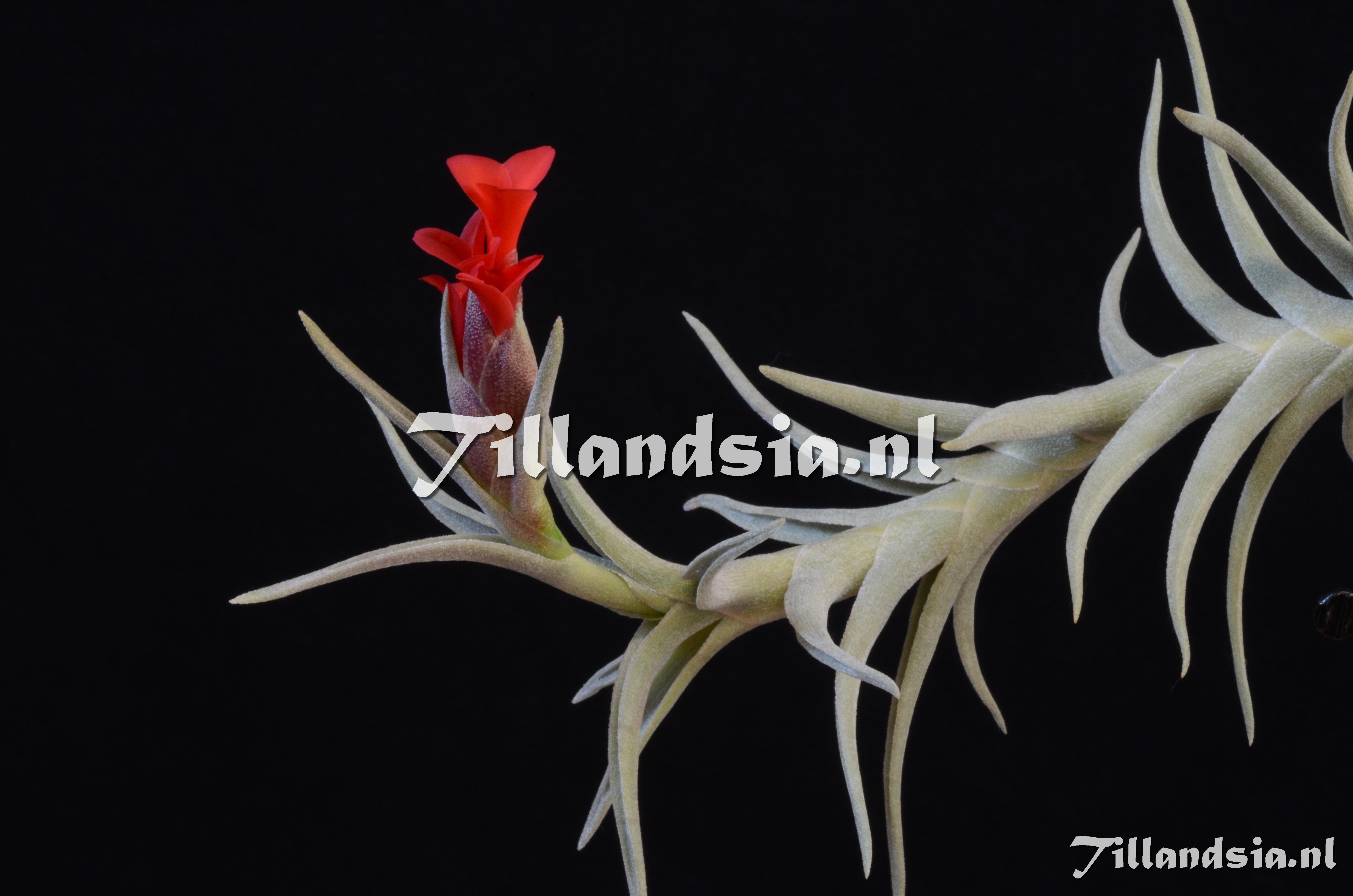 3011 Tillandsia �Margarite� (Madeliefje)