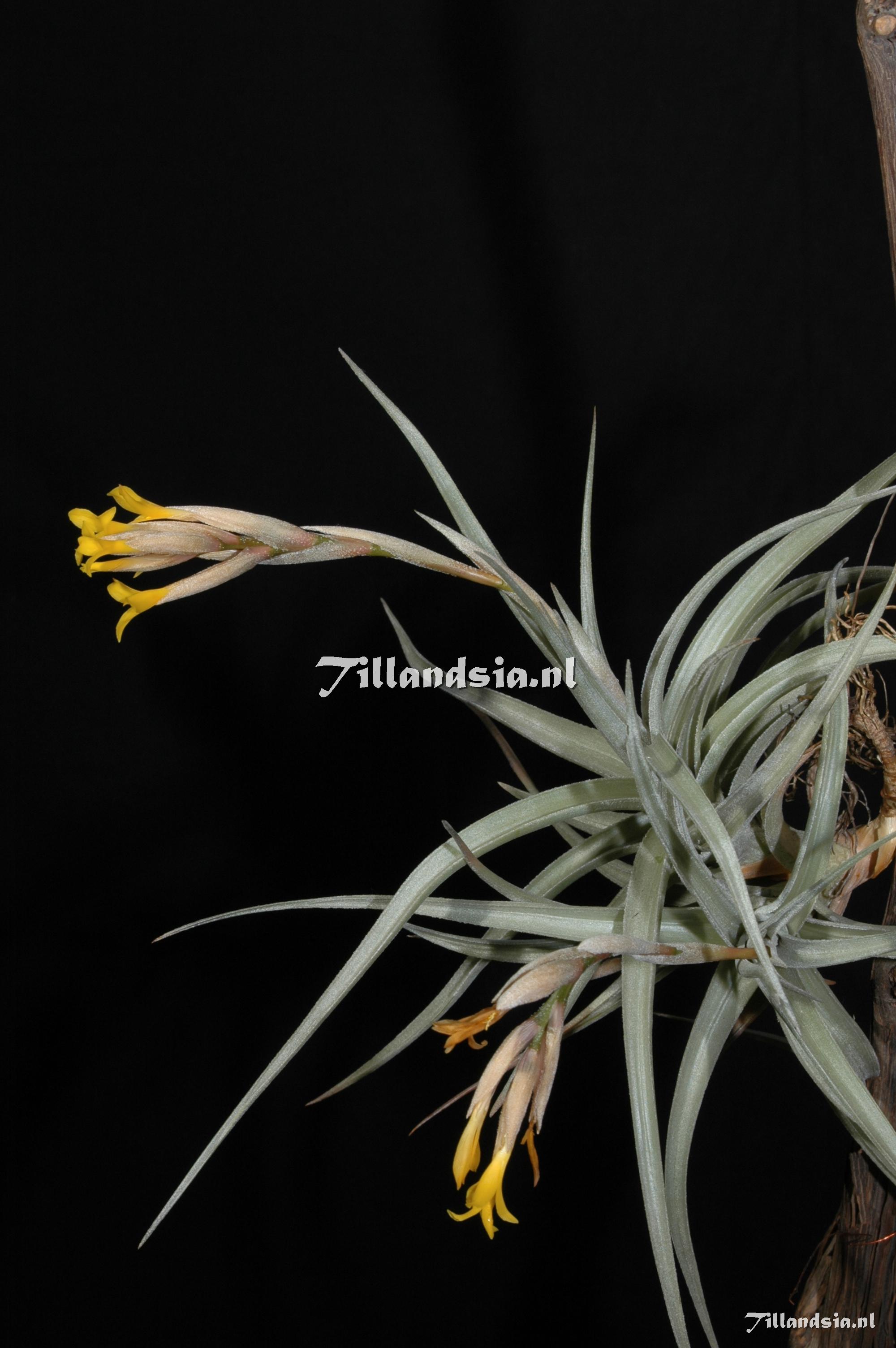310 Tillandsia ixioides