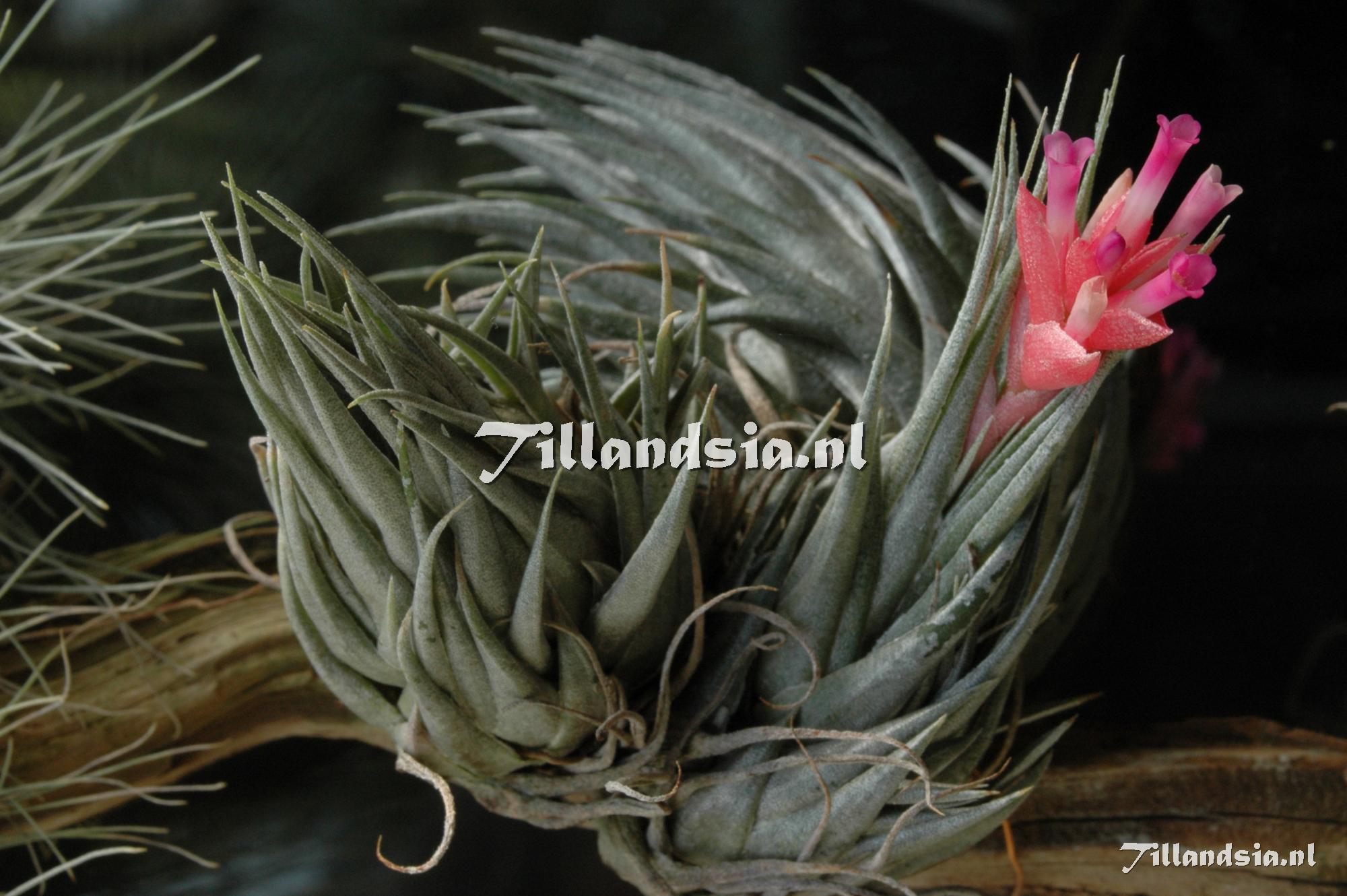312 Tillandsia kautskyi
