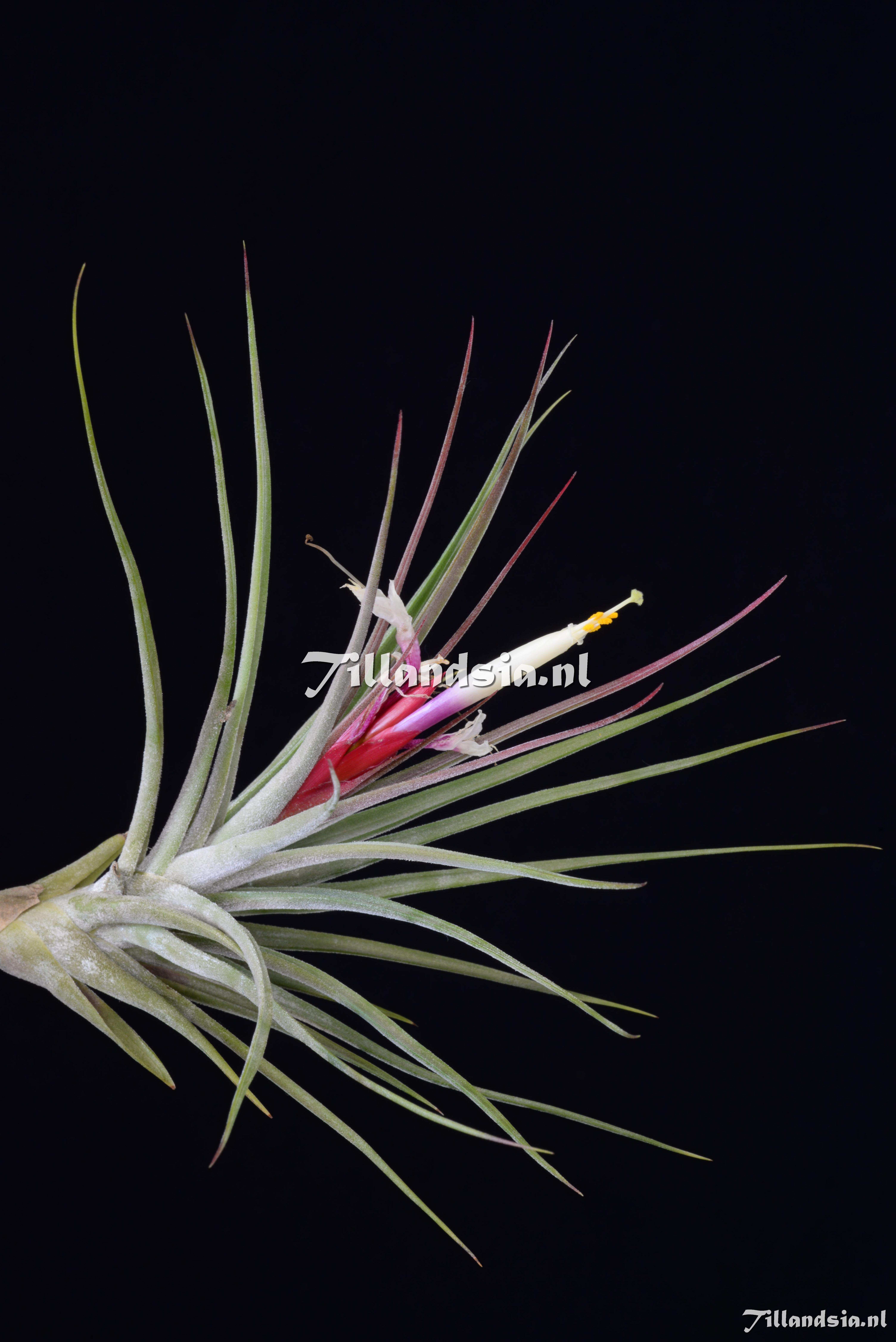 3159 Tillandsia x rectifolia