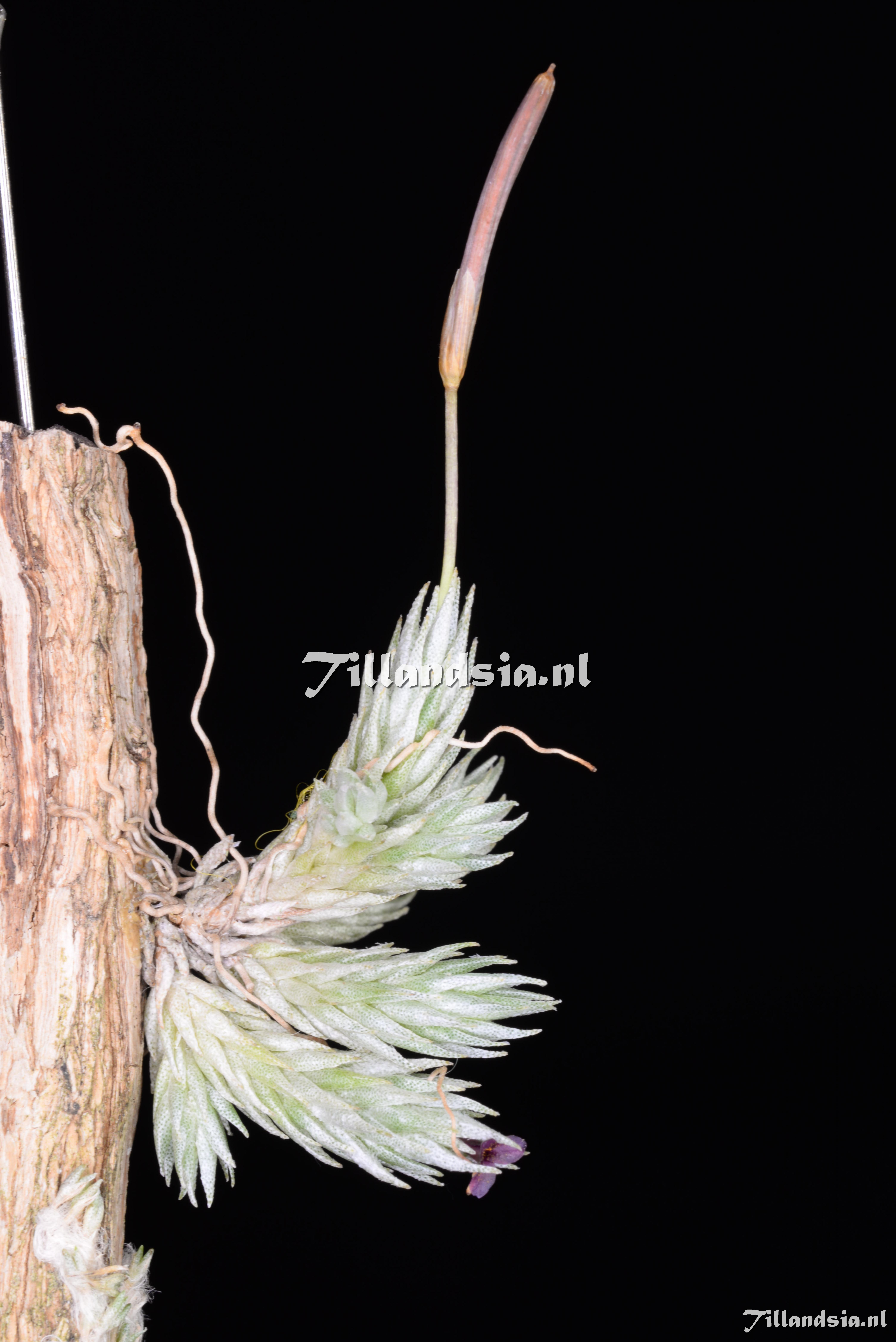 3183 Tillandsia pedicellata